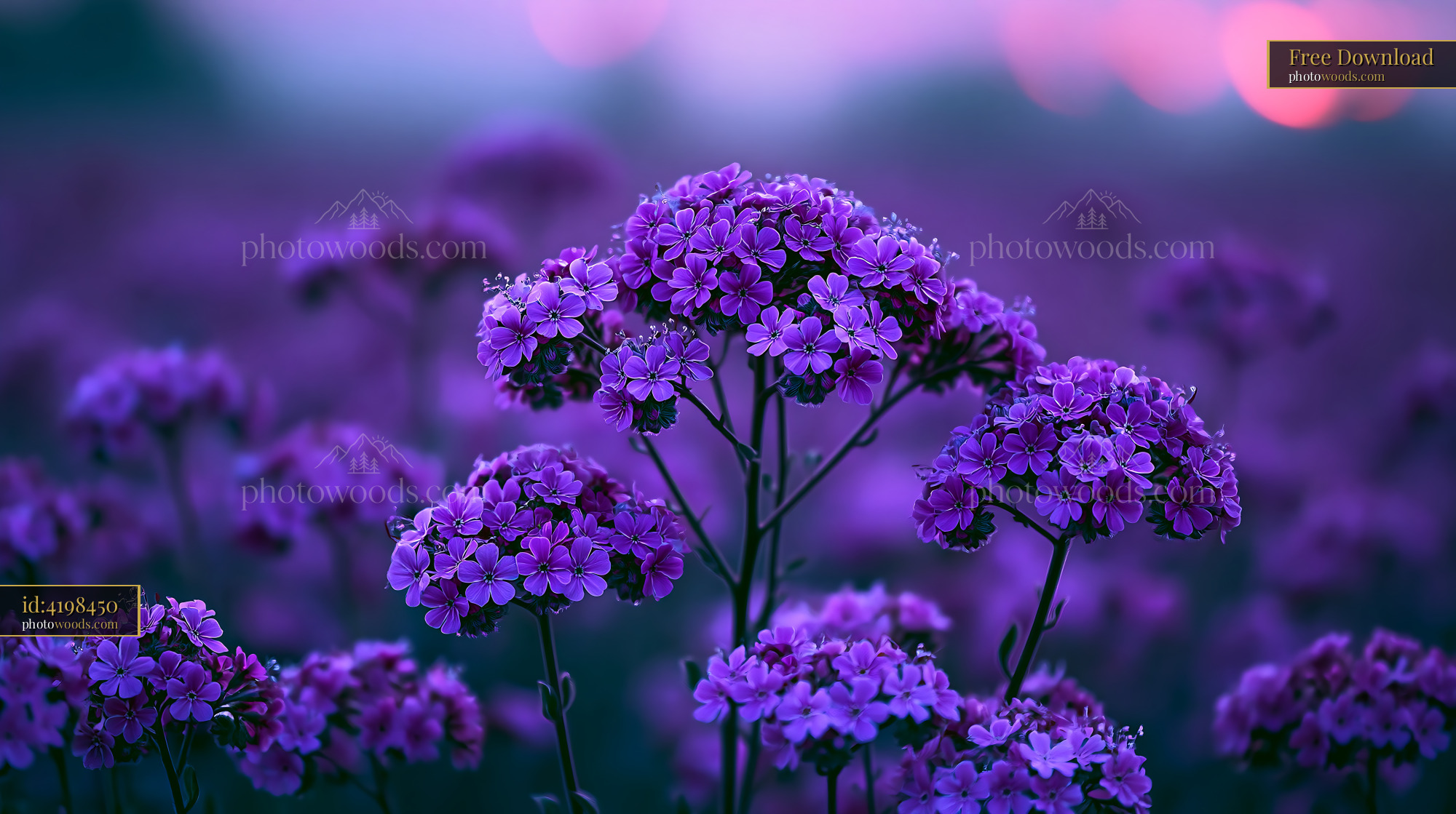 Purple Flowers Bloom in a Field During Twilight Hours