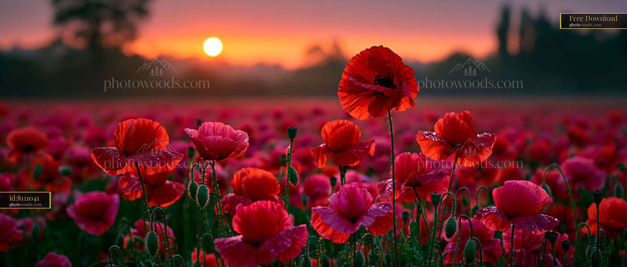 Poppies Bloom in a Field During Sunrise Revealing Vibrant Colors