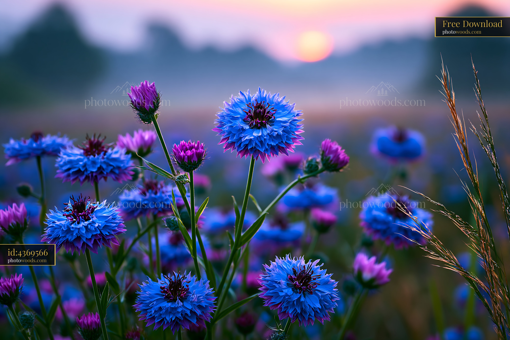 Blue Flowers Bloom in a Field During Sunrise Over the Horizon