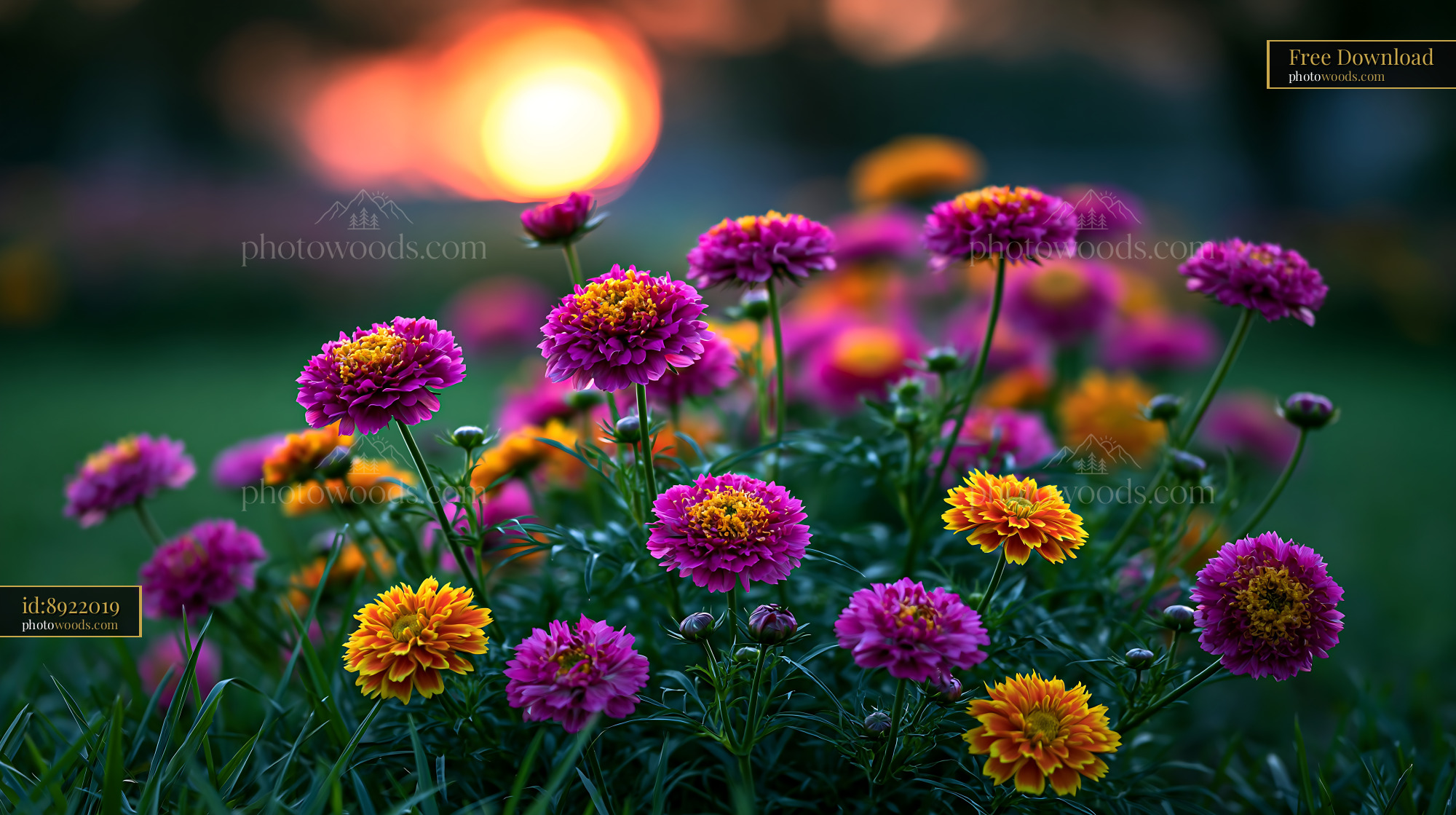 Flowers Bloom in Garden During Sunset With Colorful Petals