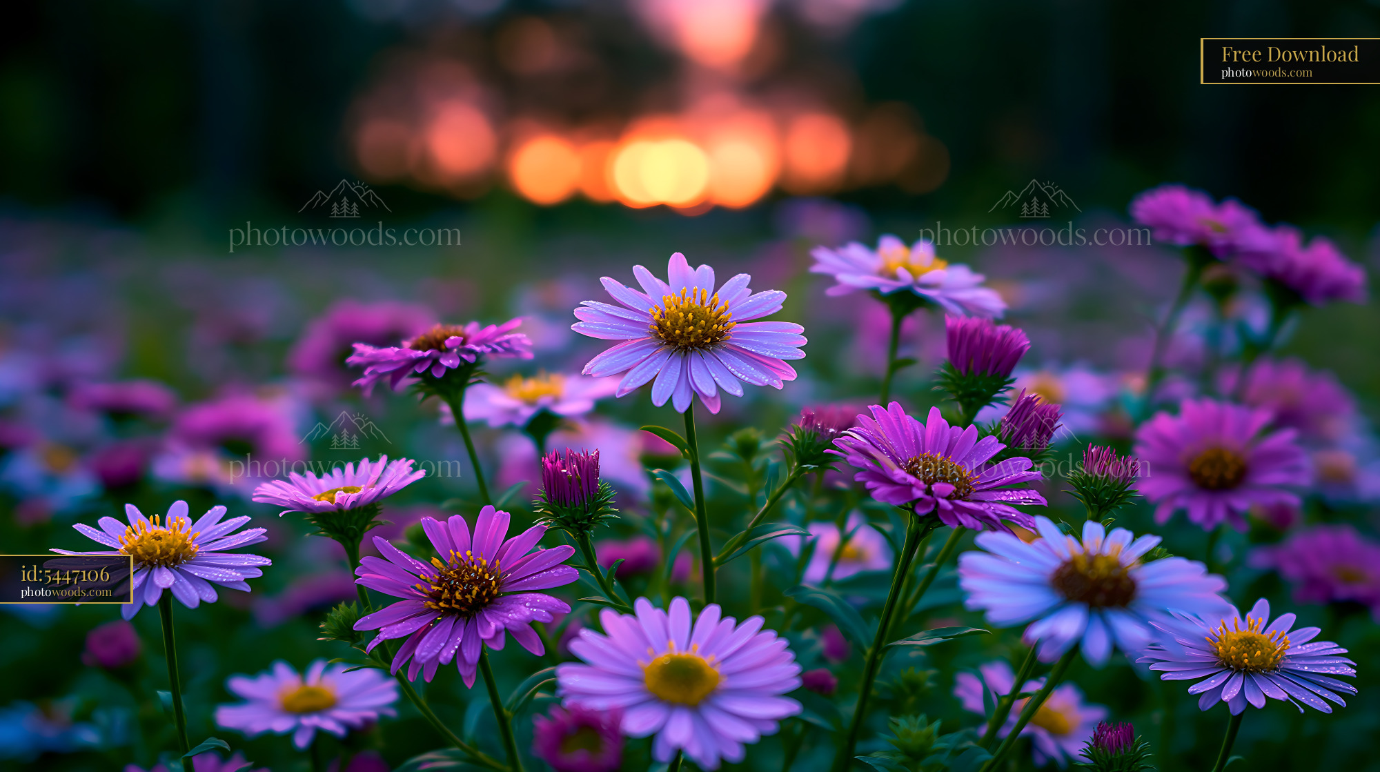 Flowers Bloom in a Field at Sunset With Vibrant Colors and Light