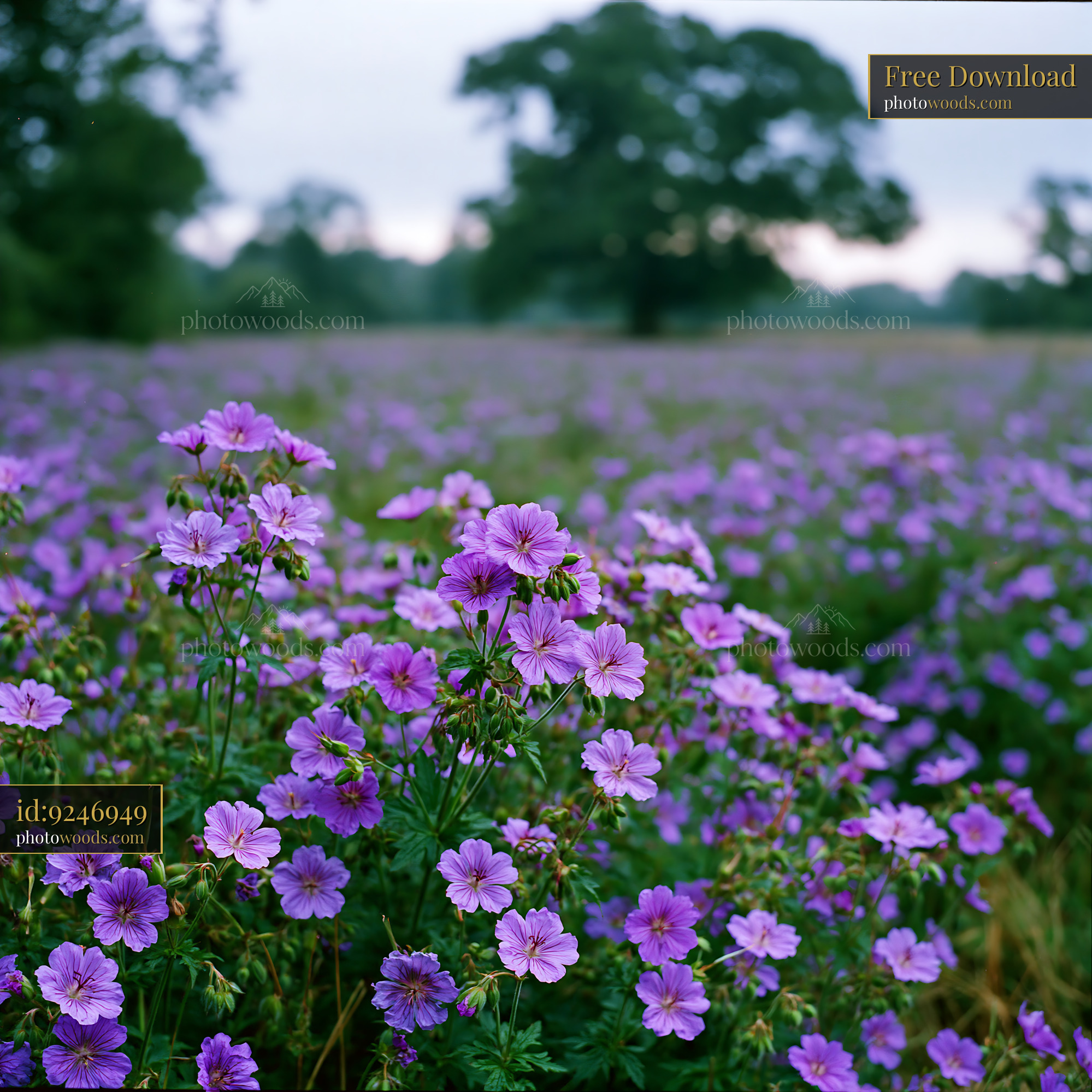 Cranesbill Wildflowers Blooming in a Meadow During Spring
