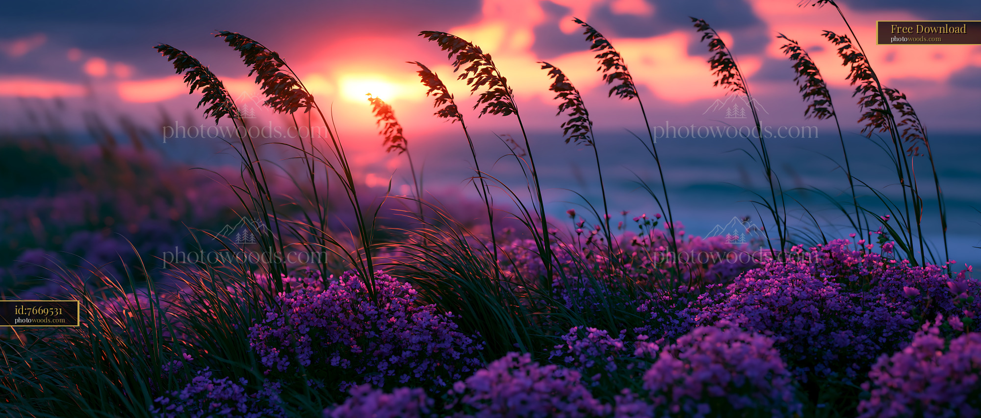 Sunset Over Lavender Fields With Waves in the Background
