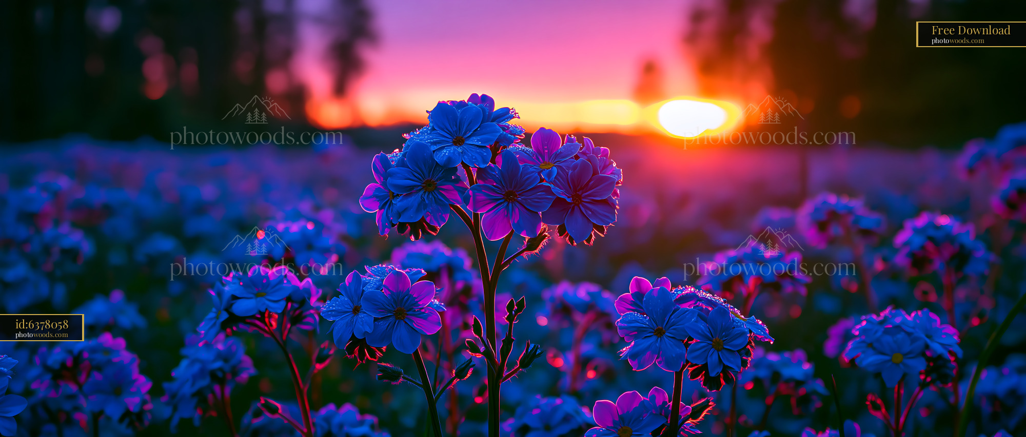 Flowers Bloom at Sunset With Purple and Orange Sky Colors