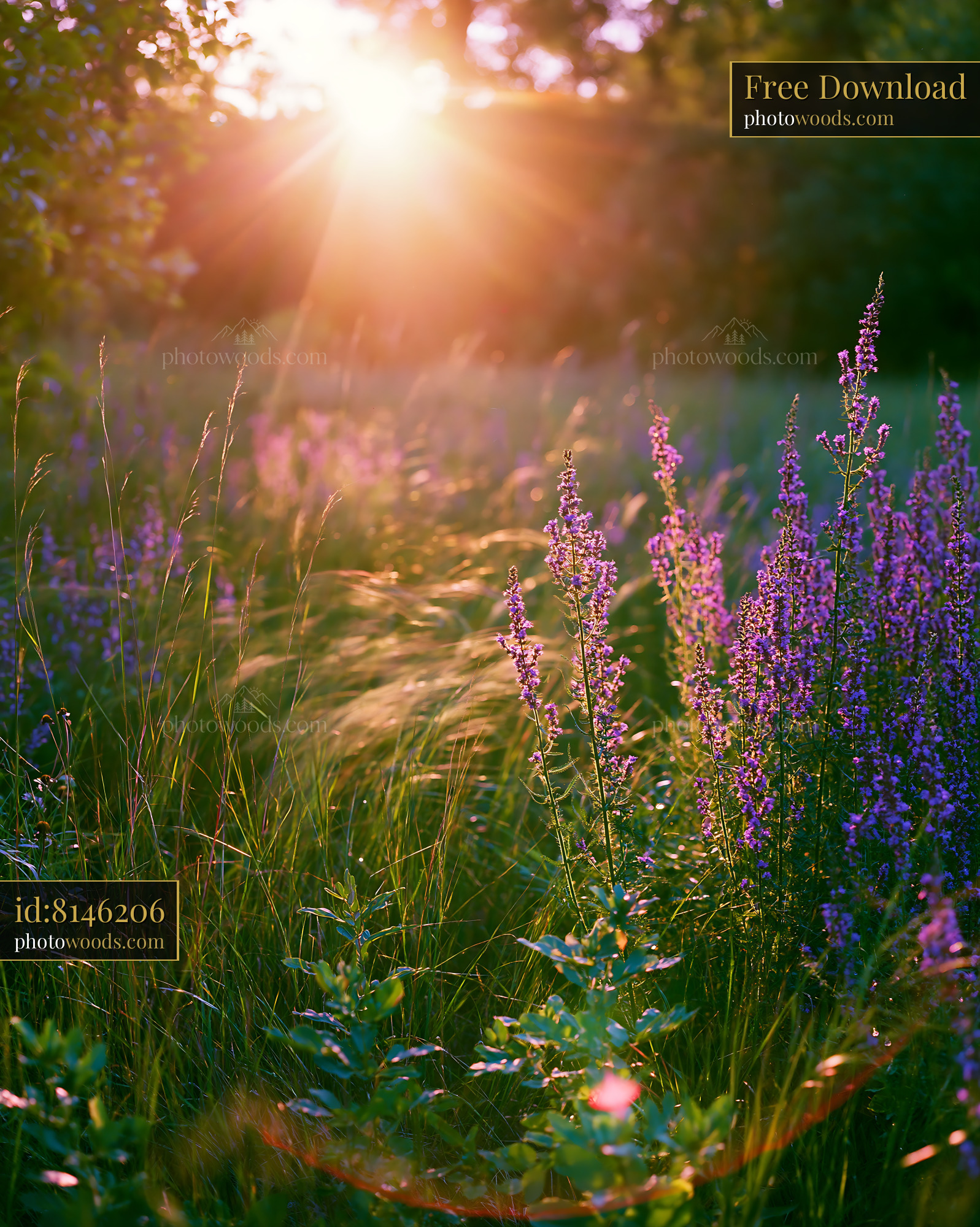 Clover Blooms in Meadow During Golden Hour Light