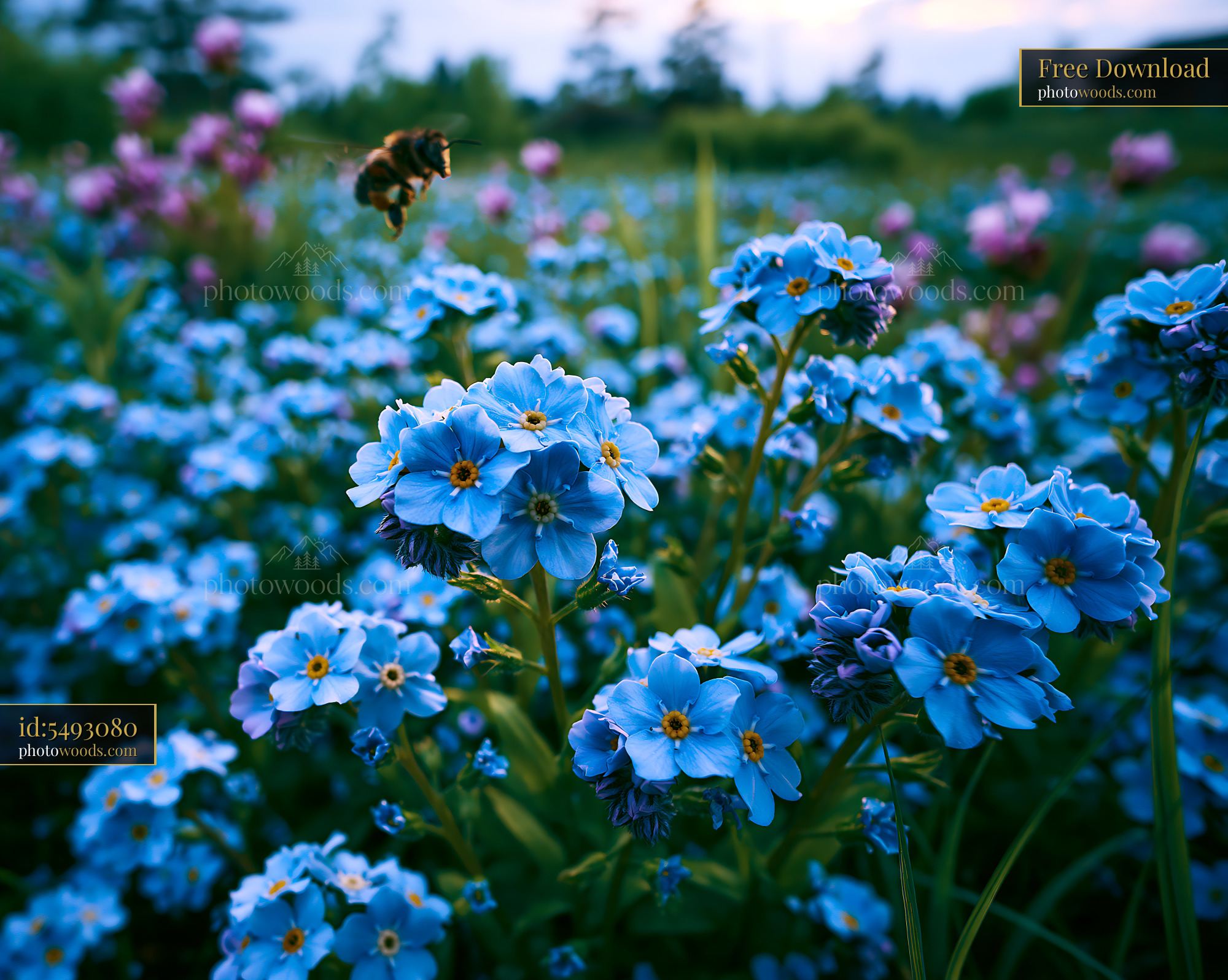 Forget-me-not Flowers in a Meadow During Springtime