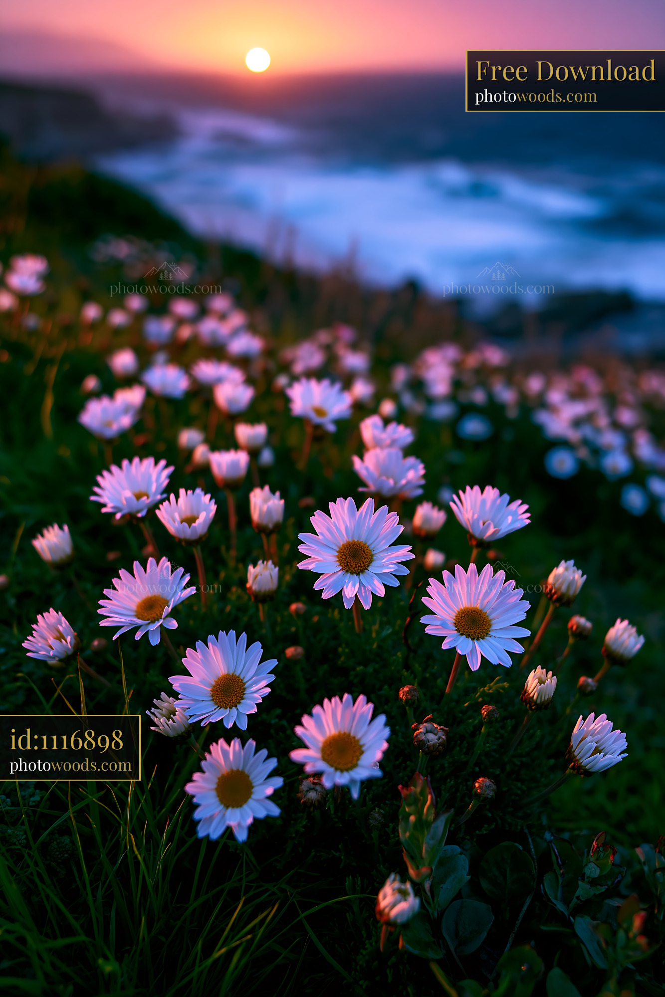 Daisies Bloom on the Hillside During Sunset Over the Ocean