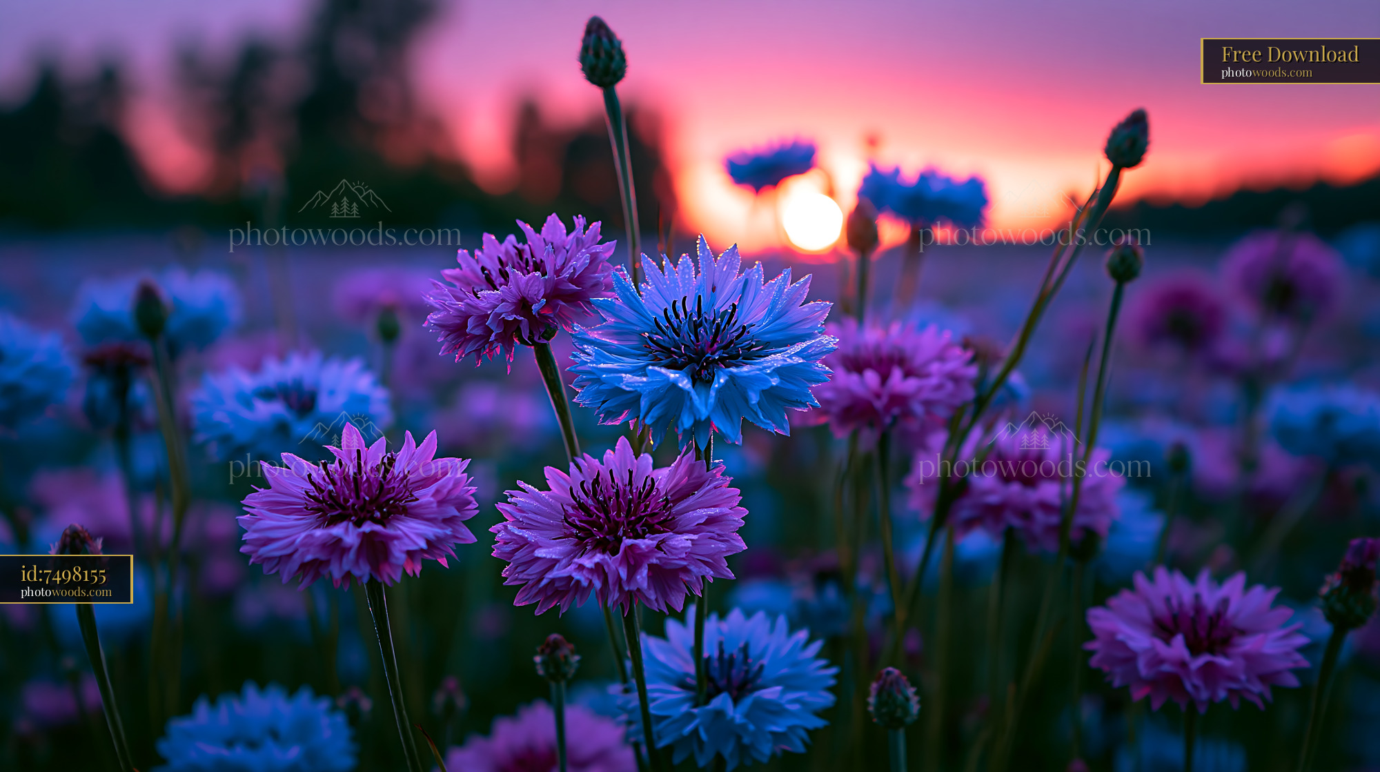 Flowers Bloom Under Sunset Sky With Colors of Purple and Blue