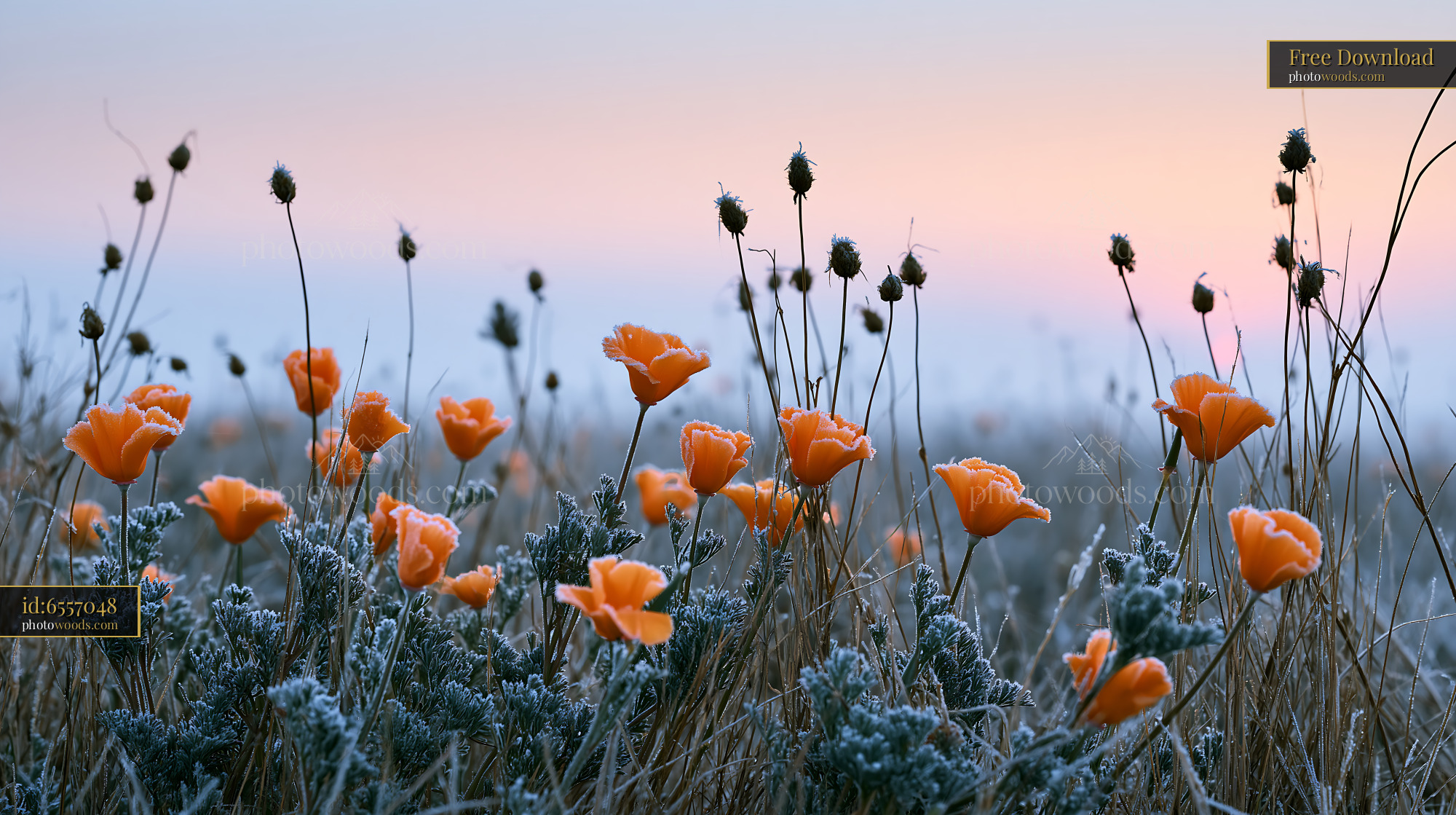 California Poppy Blooming at Sunrise in a Meadow Setting