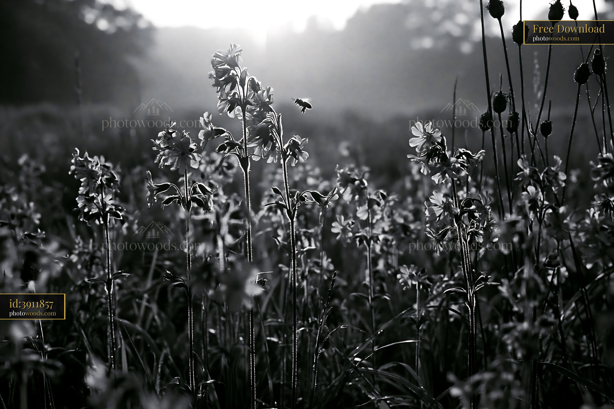 Dandelions and Wildflowers in Field During Golden Hour