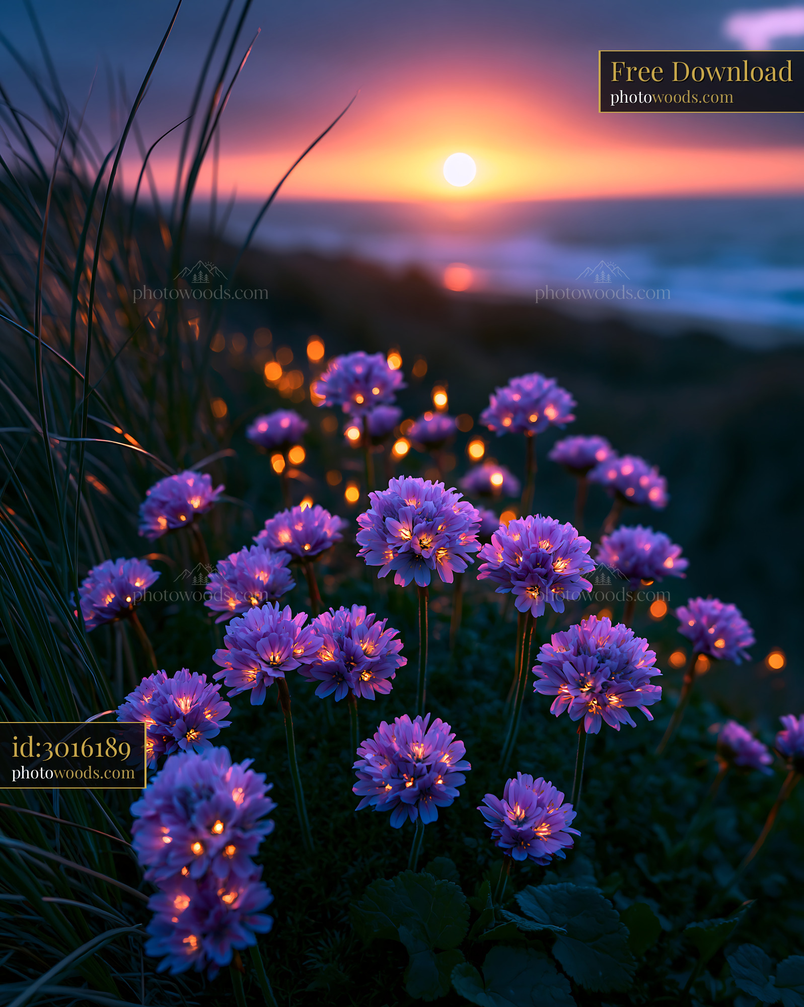 Flowers Bloom on the Beach as the Sun Sets Over the Ocean