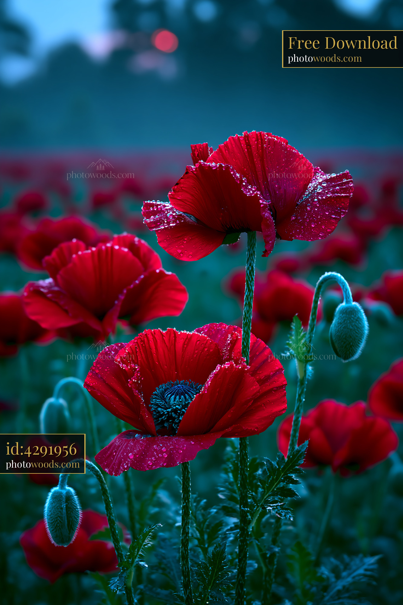 Red Poppies Stand Tall in a Field at Dawn With Dew Drops