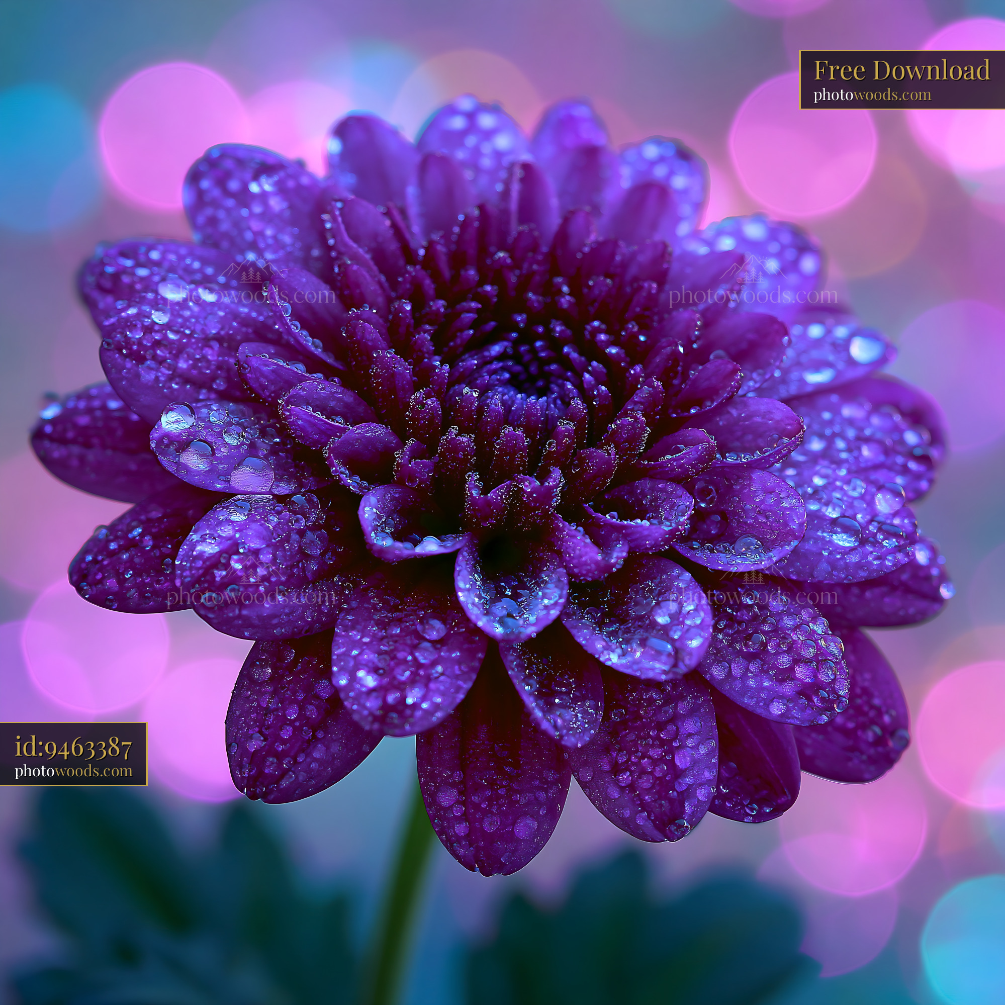 Purple Flower With Water Droplets Under Soft Colorful Lights