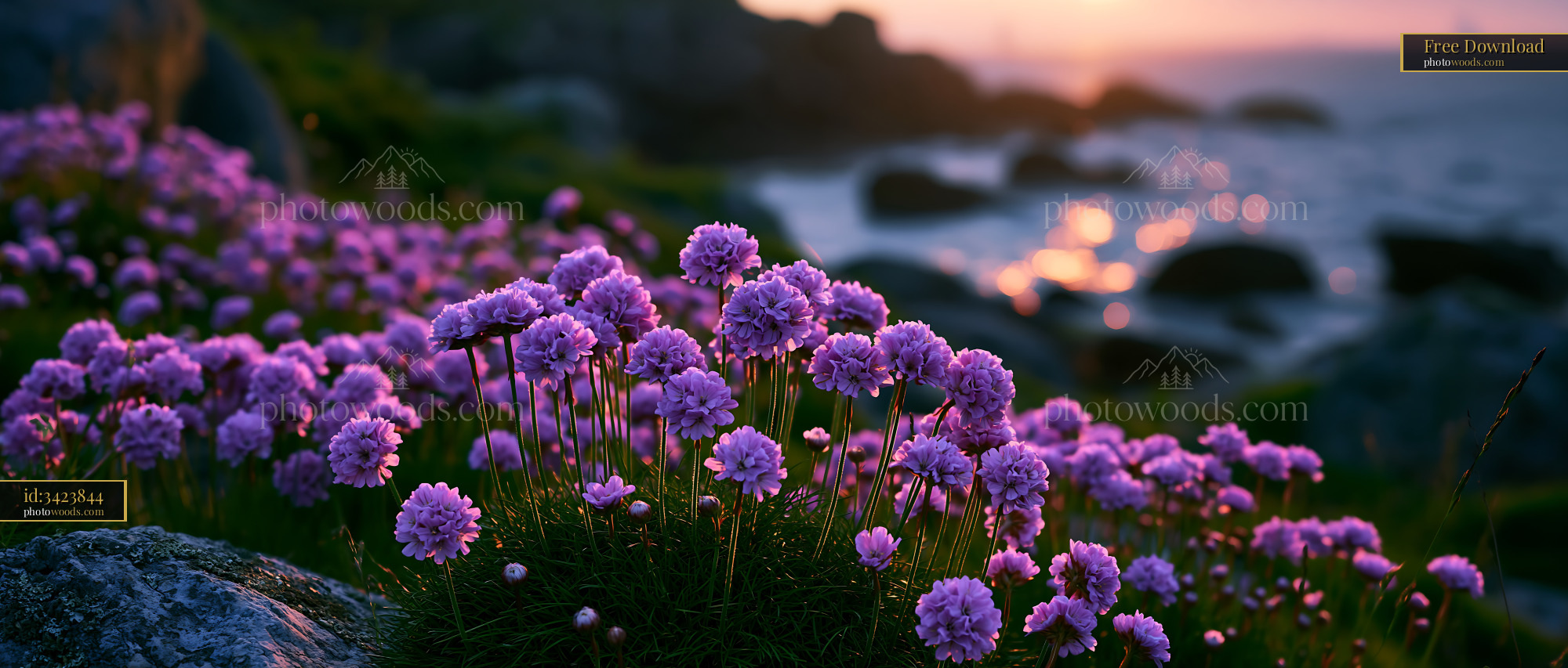 Purple Flowers Bloom Near Rocky Shore at Sunset