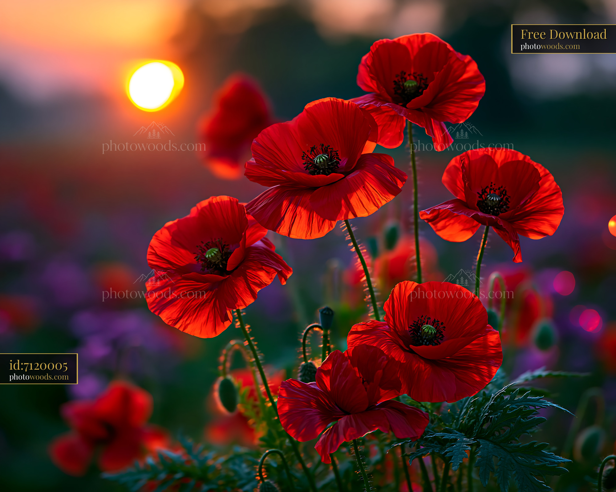 Red Poppies Bloom at Sunset in a Vibrant Garden Setting