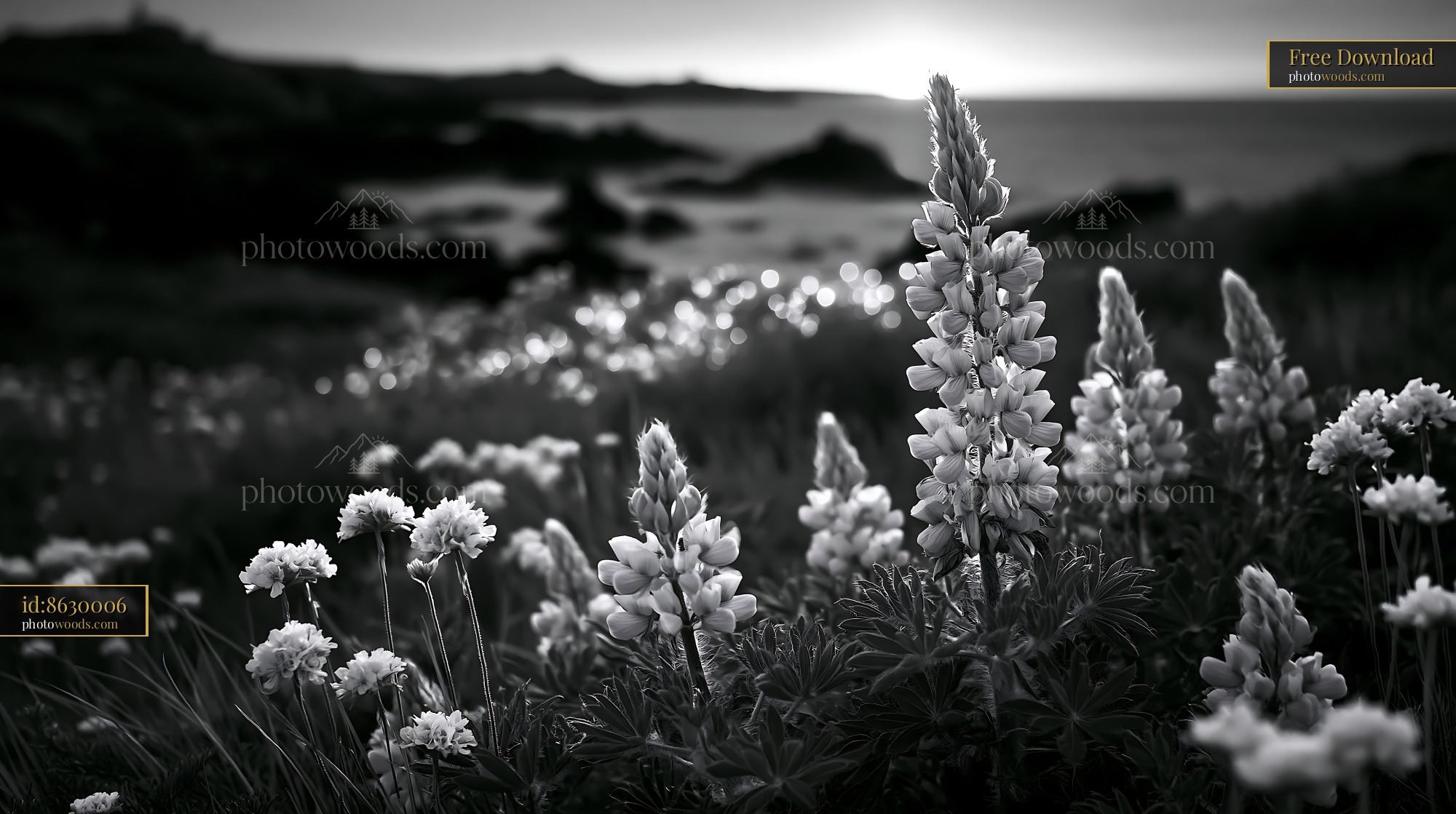 Lupine Wildflowers Blooming by the Coast at Sunset