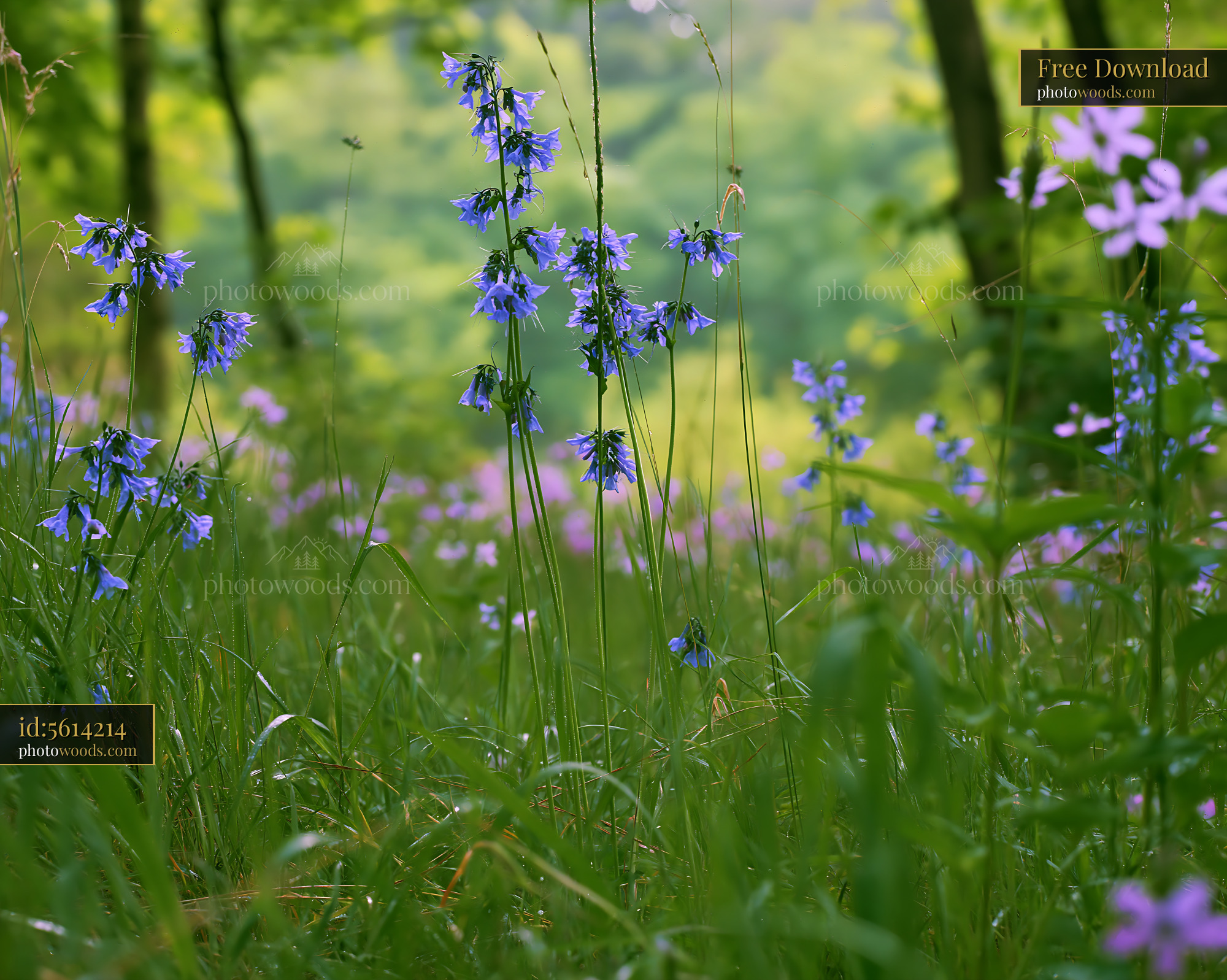 Bluebell Flowers in a Green Forest During Spring Season