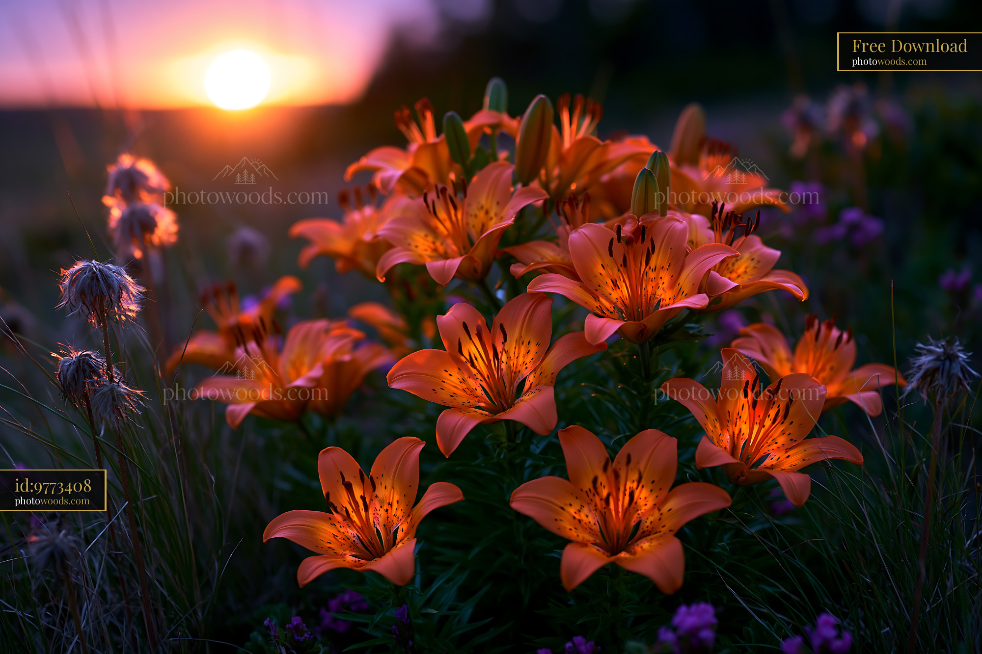 Orange Lilies in a Subalpine Meadow During Sunset