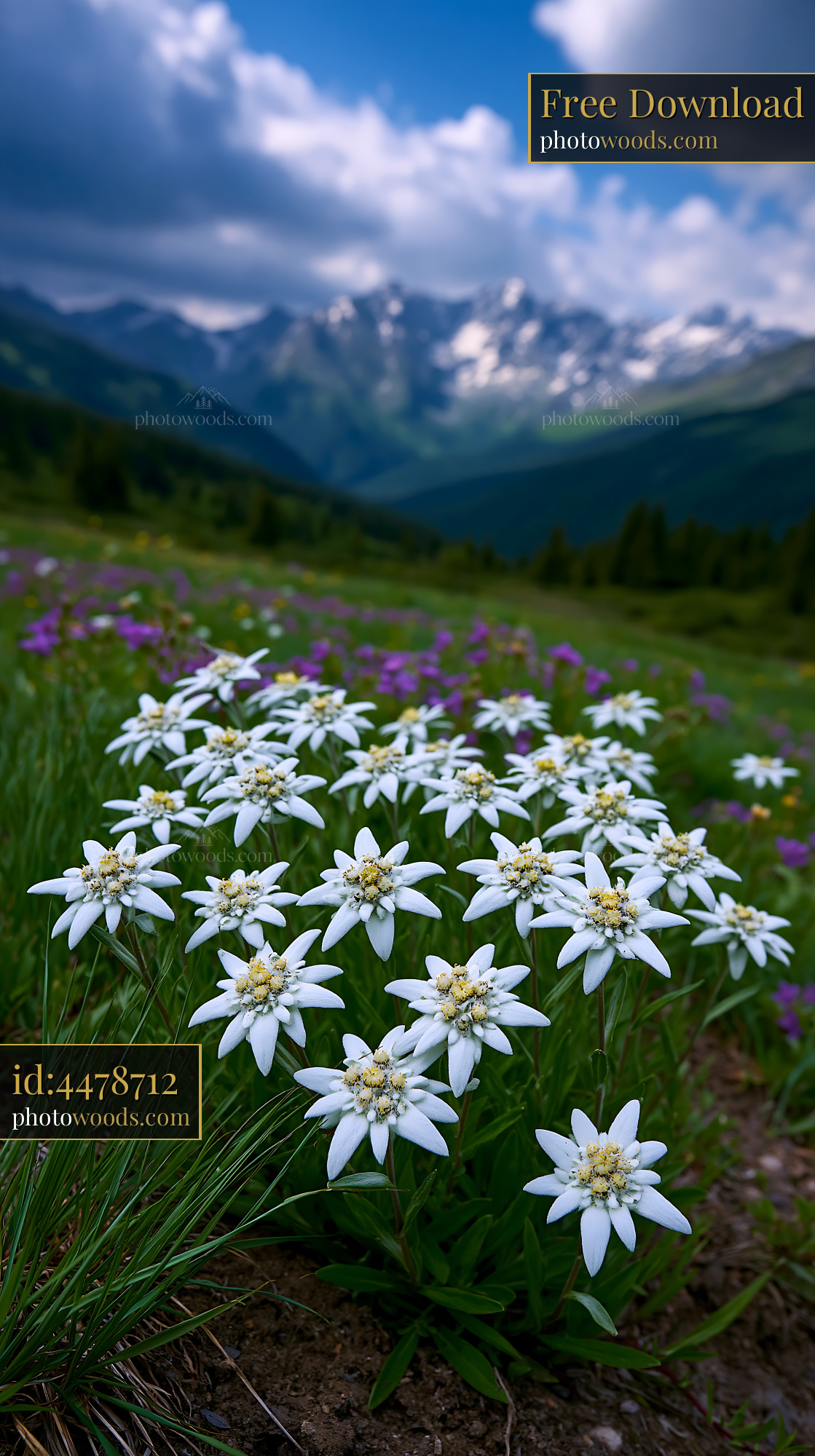 Edelweiss Flowers in Alpine Meadow Under Cloudy Sky