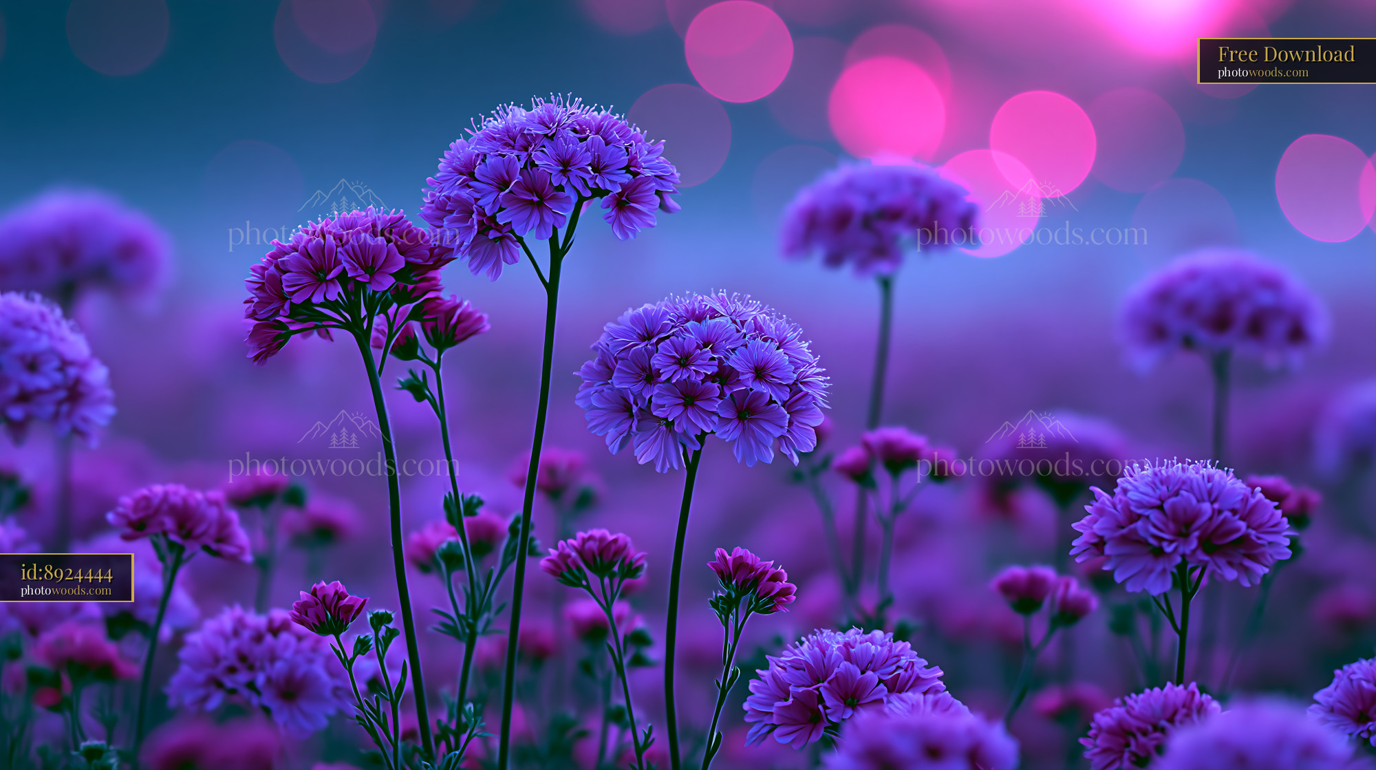 Flowers Bloom in a Field With Pink and Purple Bokeh Effects