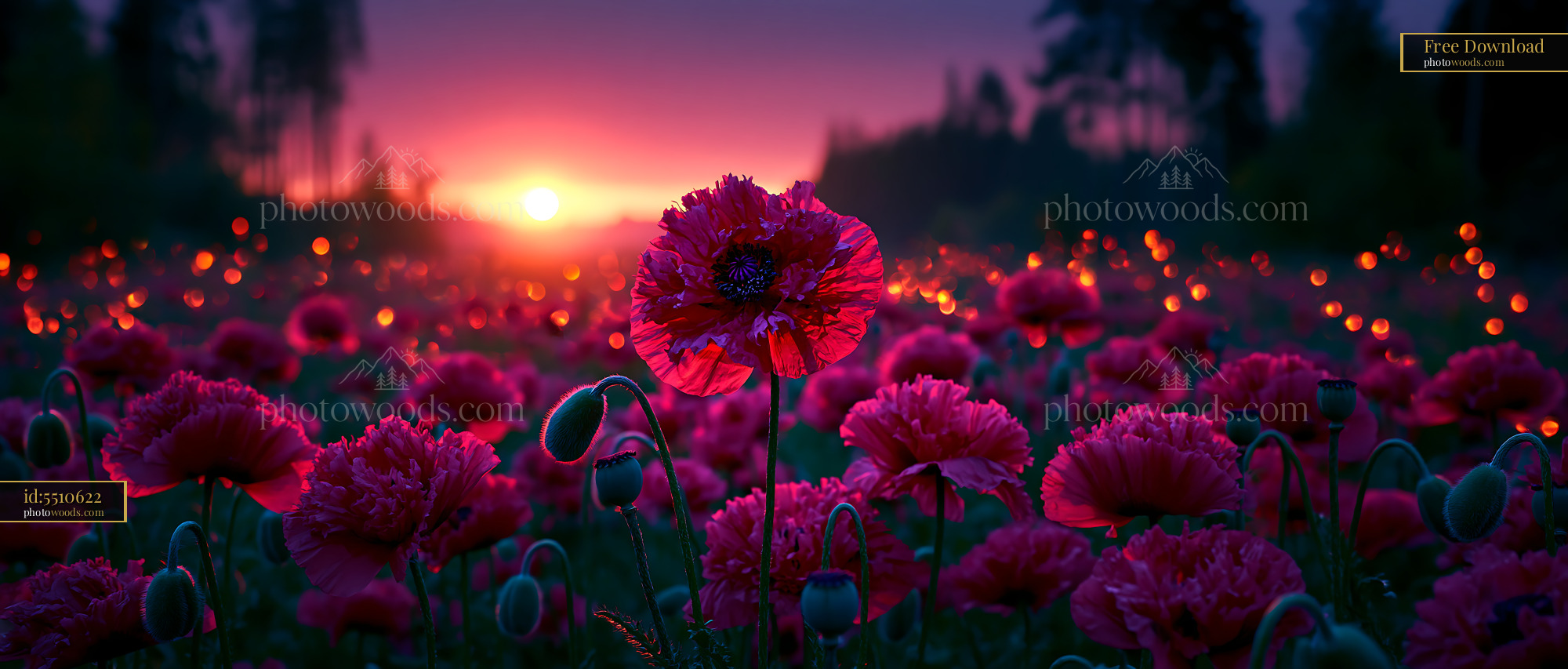 Poppies Bloom at Sunset in a Vibrant Flower Field