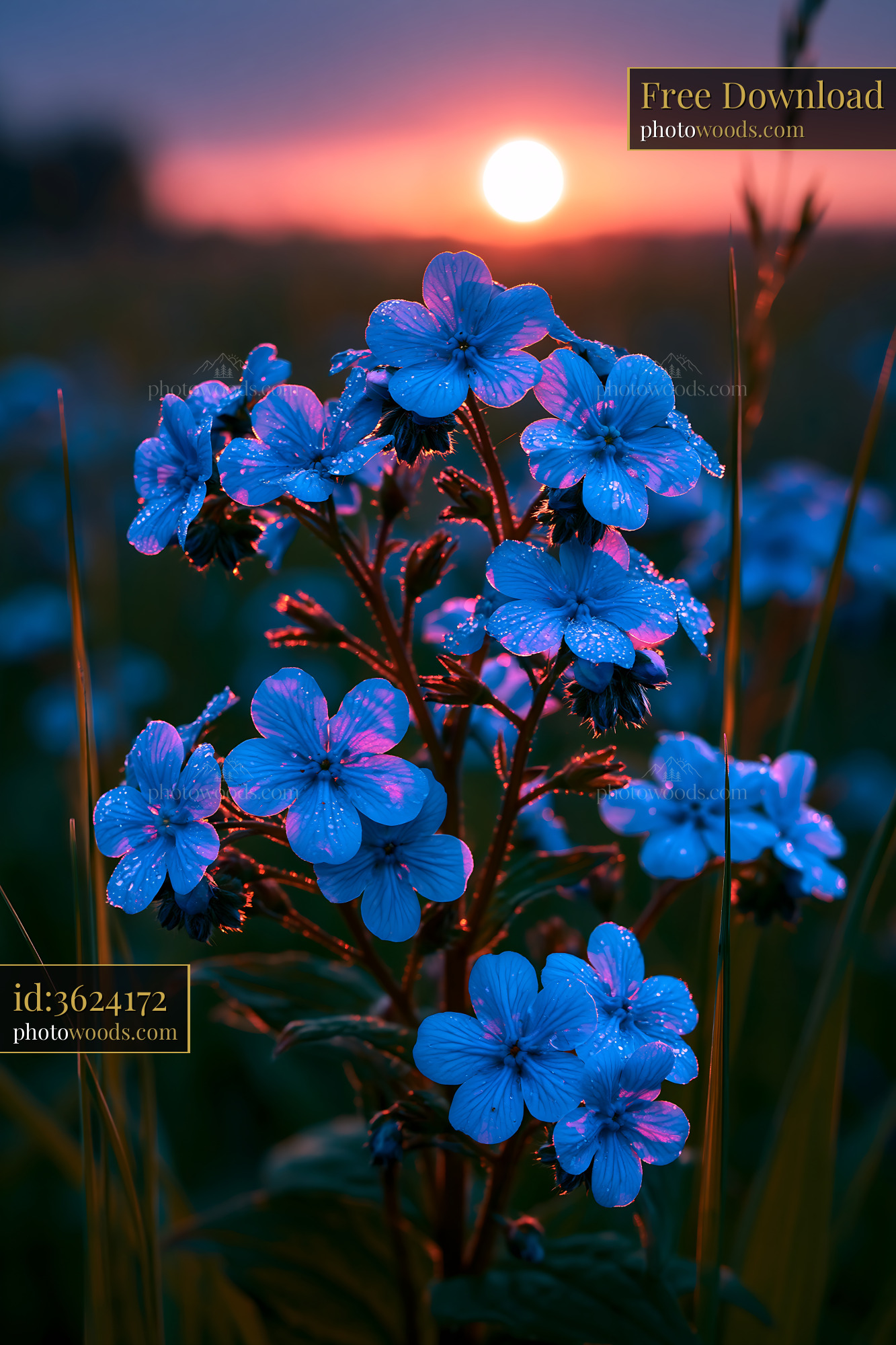 Flowers Bloom Under Sunset Light in a Vibrant Field
