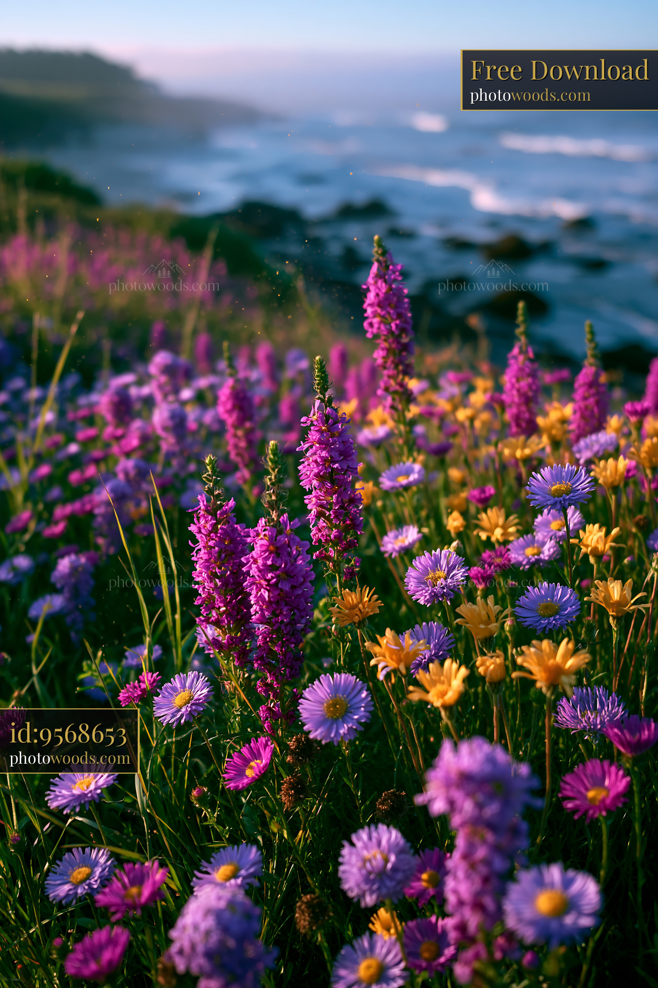 Wildflowers Bloom Near the Ocean During Golden Hour Light