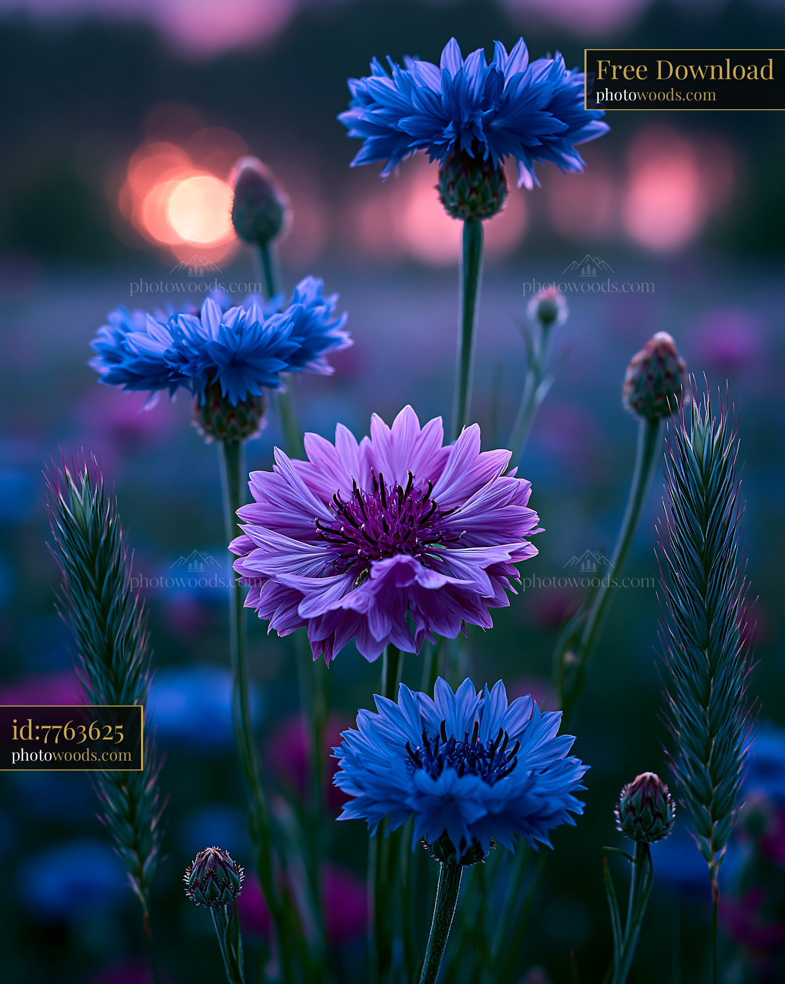 Flowers Bloom in Field During Sunset With Soft Light
