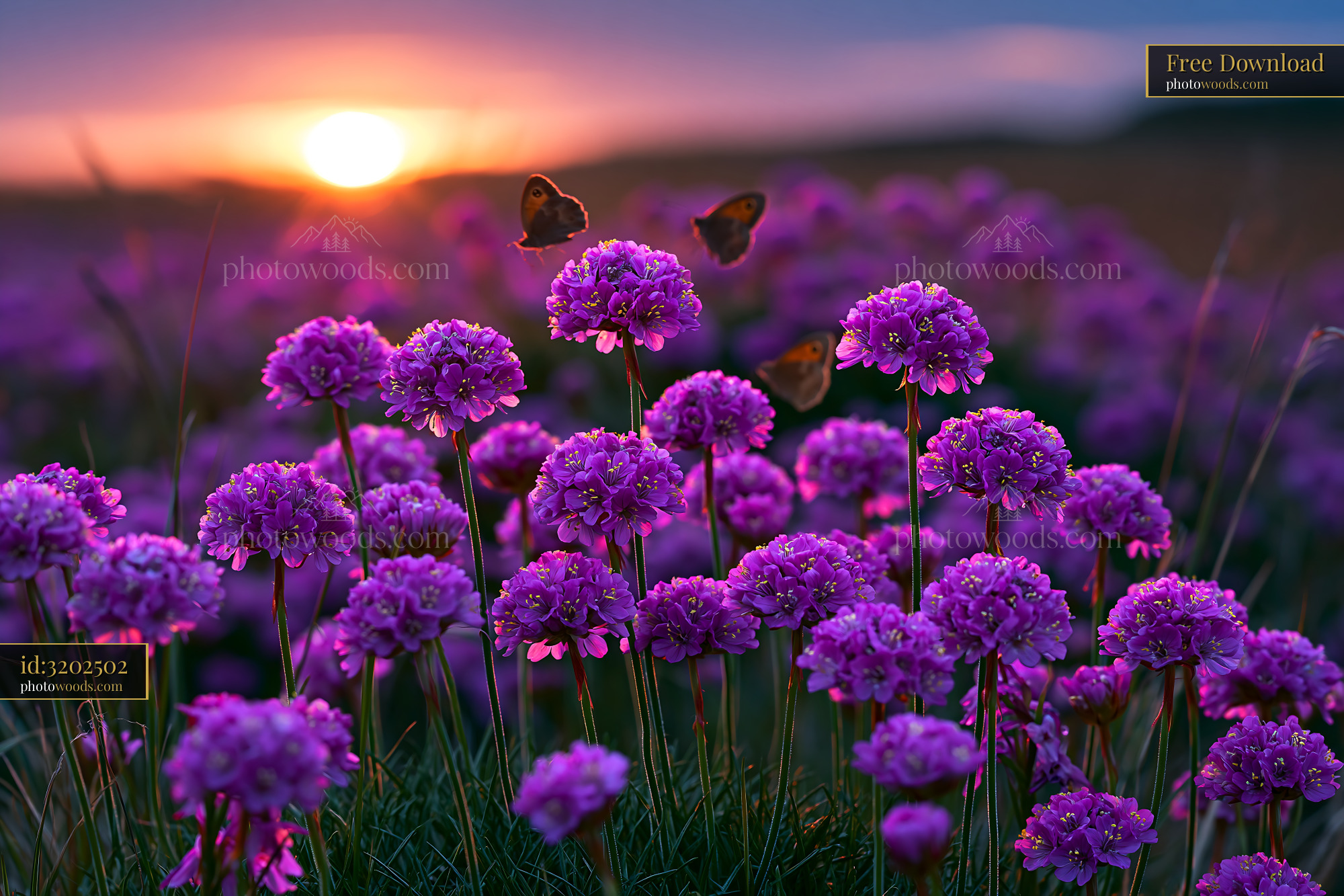 Coastal Meadow With Sea Thrift and Butterflies at Sunset