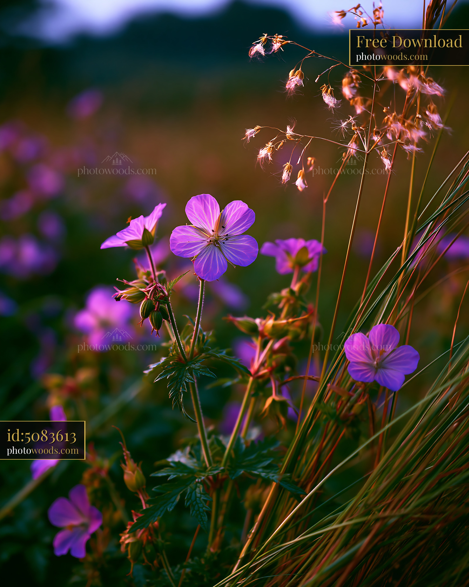 Cranesbill Wildflower Blooming in a Meadow During Golden Hour