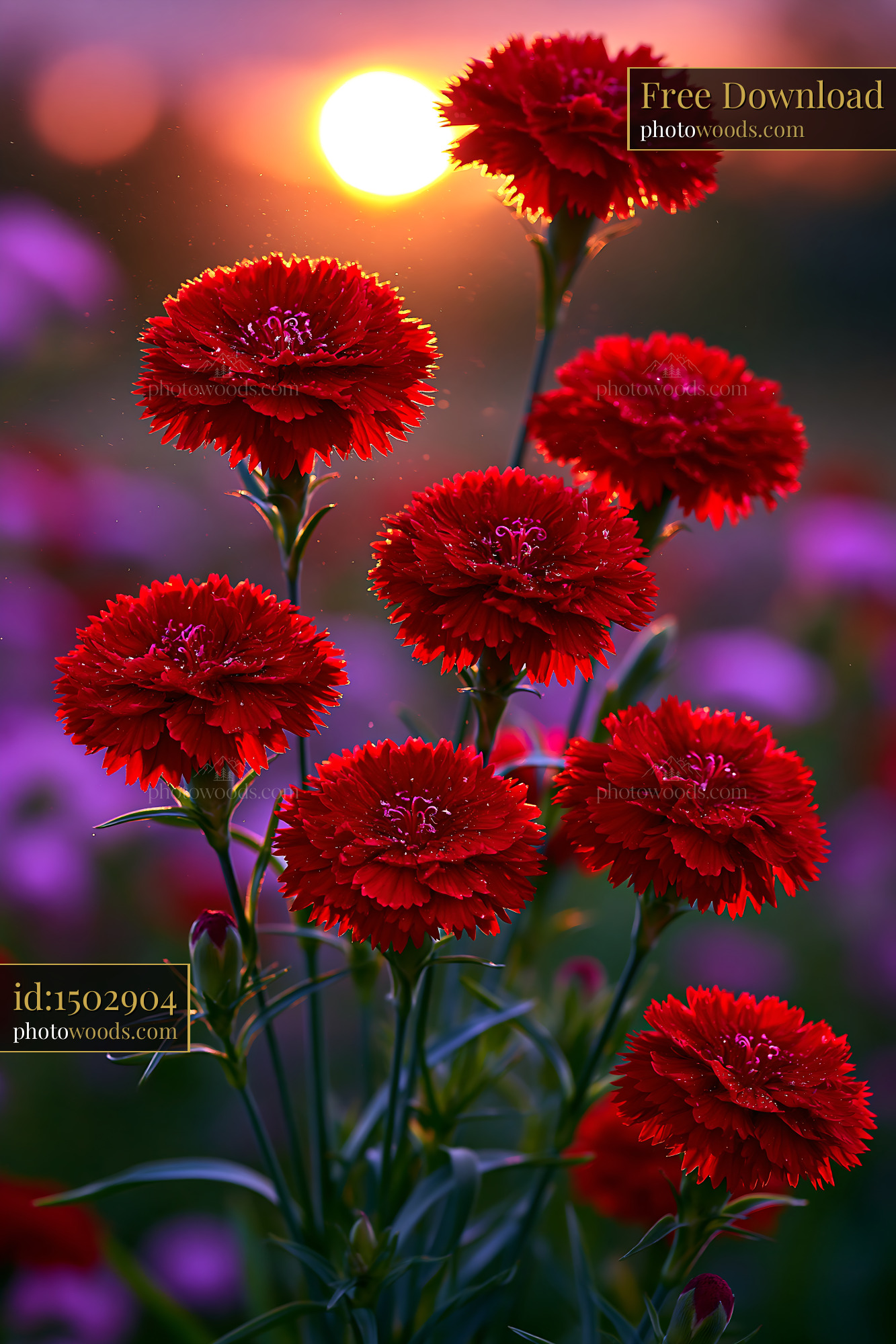 Red Flowers Bloom Against a Sunset in a Vibrant Garden