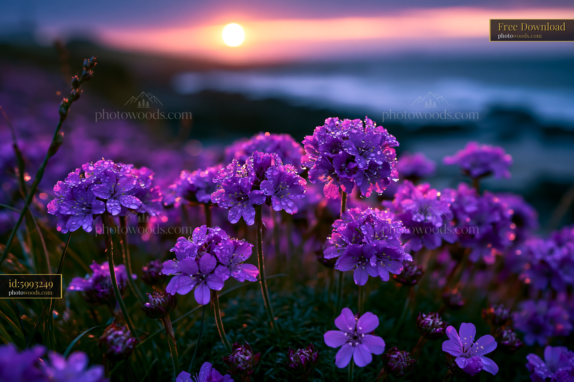 Purple Flowers Bloom Under Sunset Sky Near the Ocean