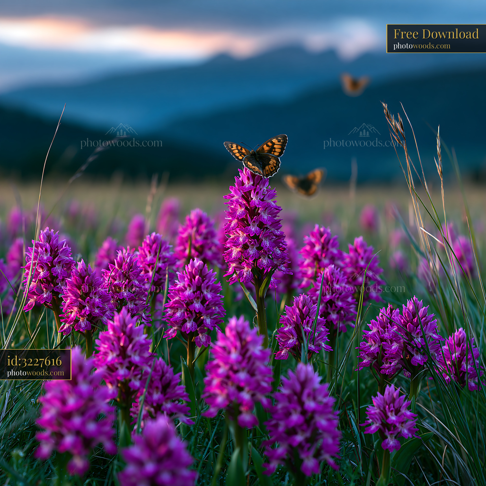 Butterflies on Vanilla Orchids in the Alps at Sunset