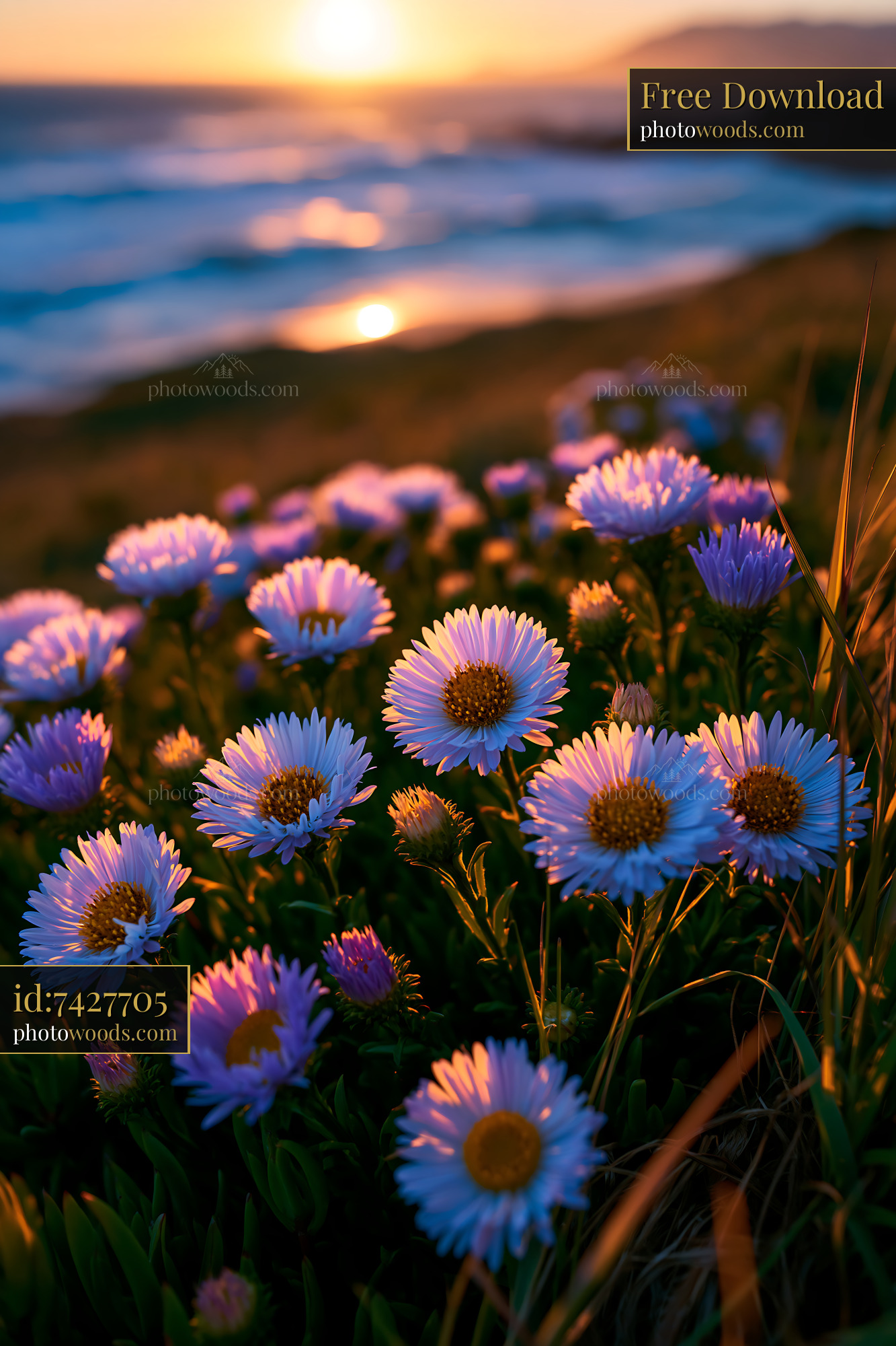 Flowers Bloom by the Ocean at Sunset Over the Waves