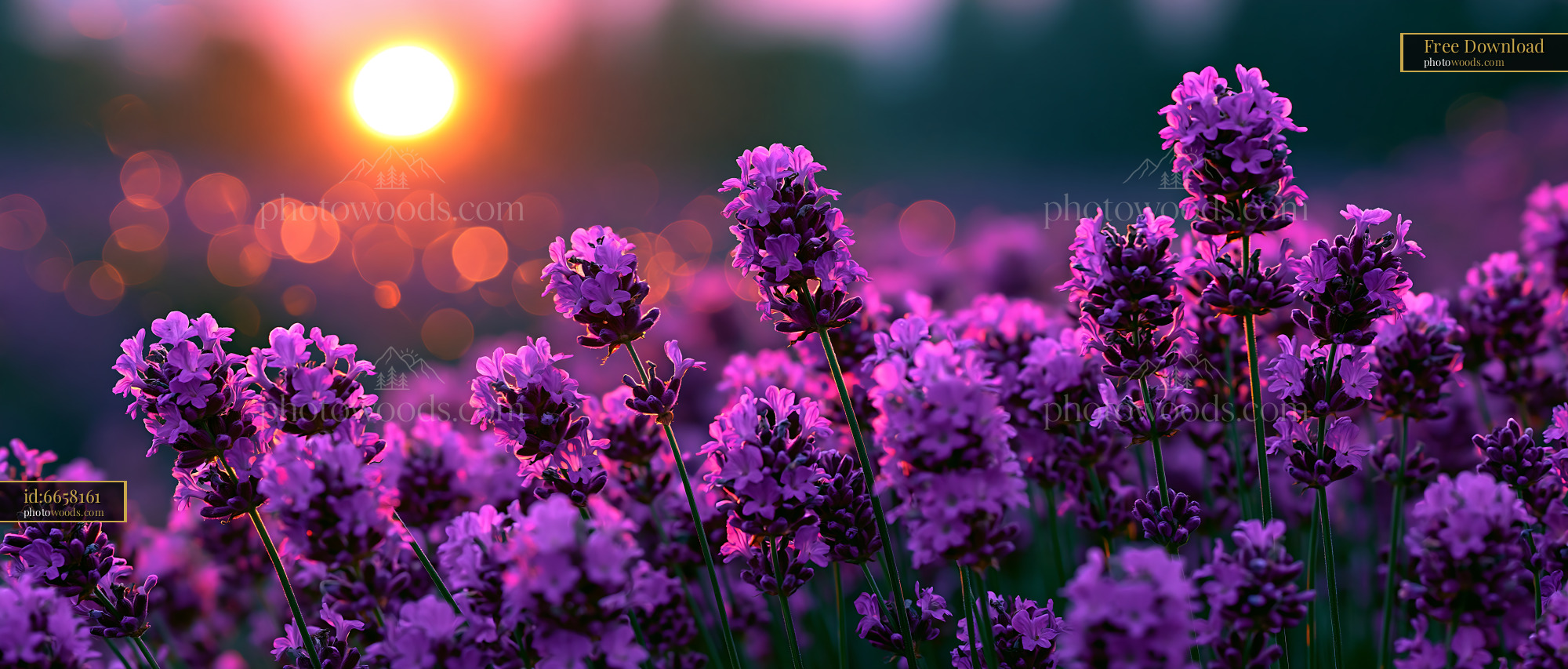 Lavender Flowers Bloom in a Field at Sunset