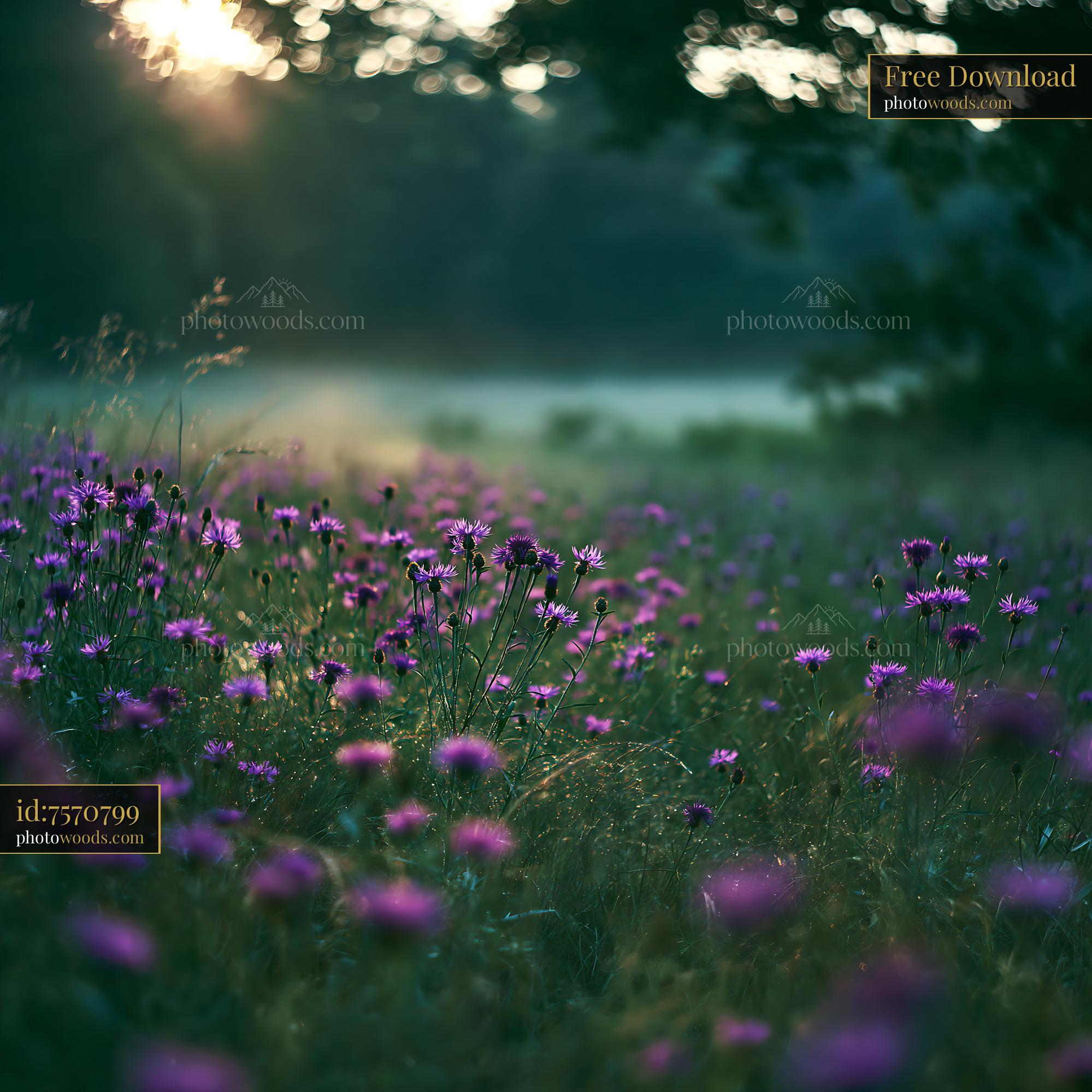 Purple Thistle Blooming in Meadow During Golden Hour