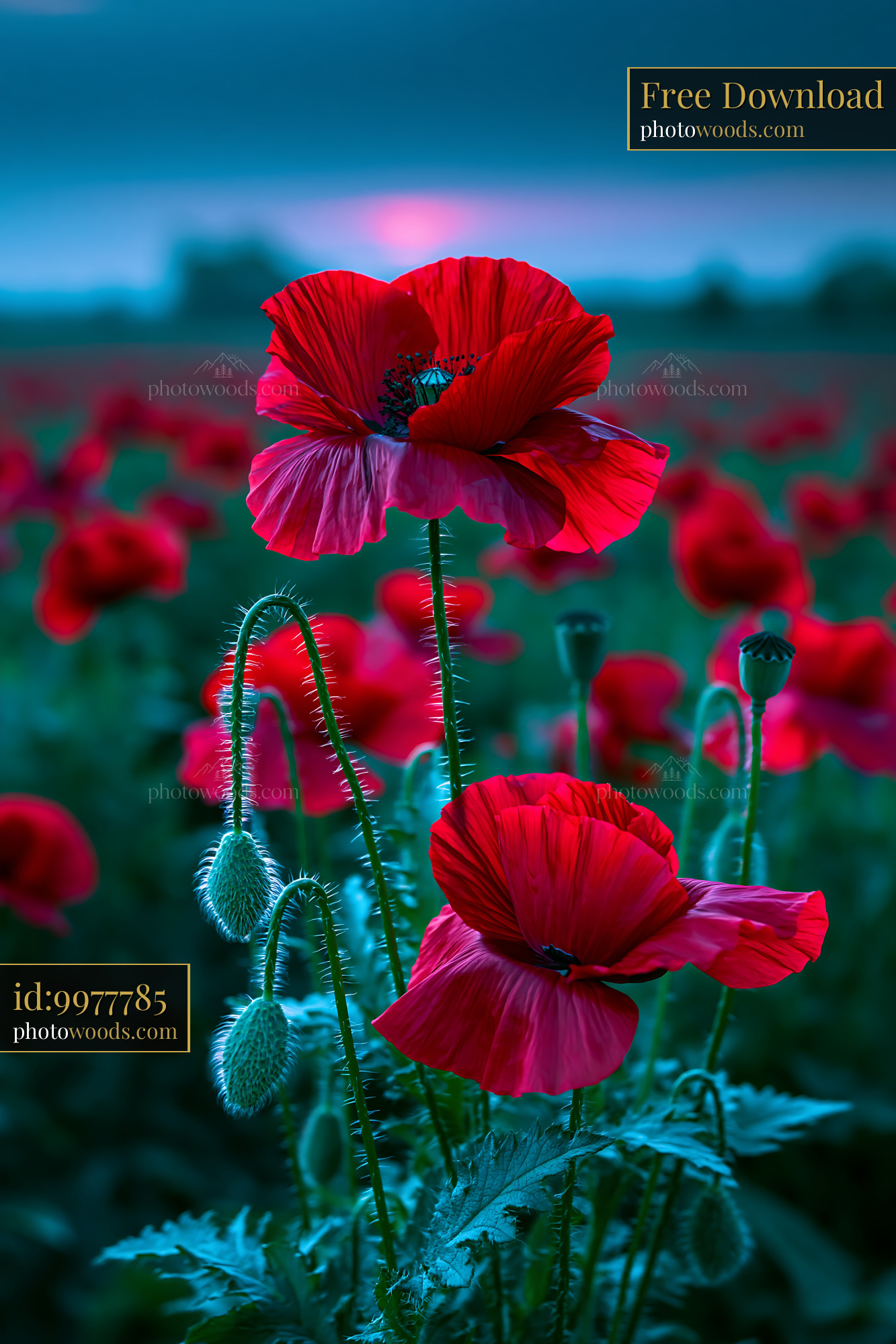 Red Poppies Bloom in a Field at Dusk With Green Leaves