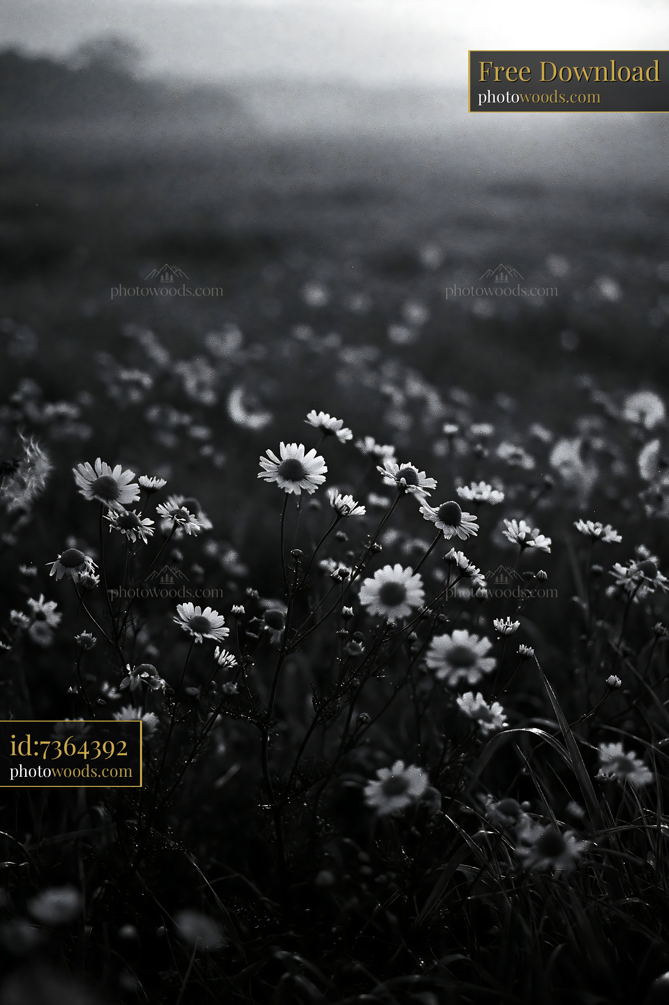 Chamomile Flowers Blooming in a Meadow at Sunset