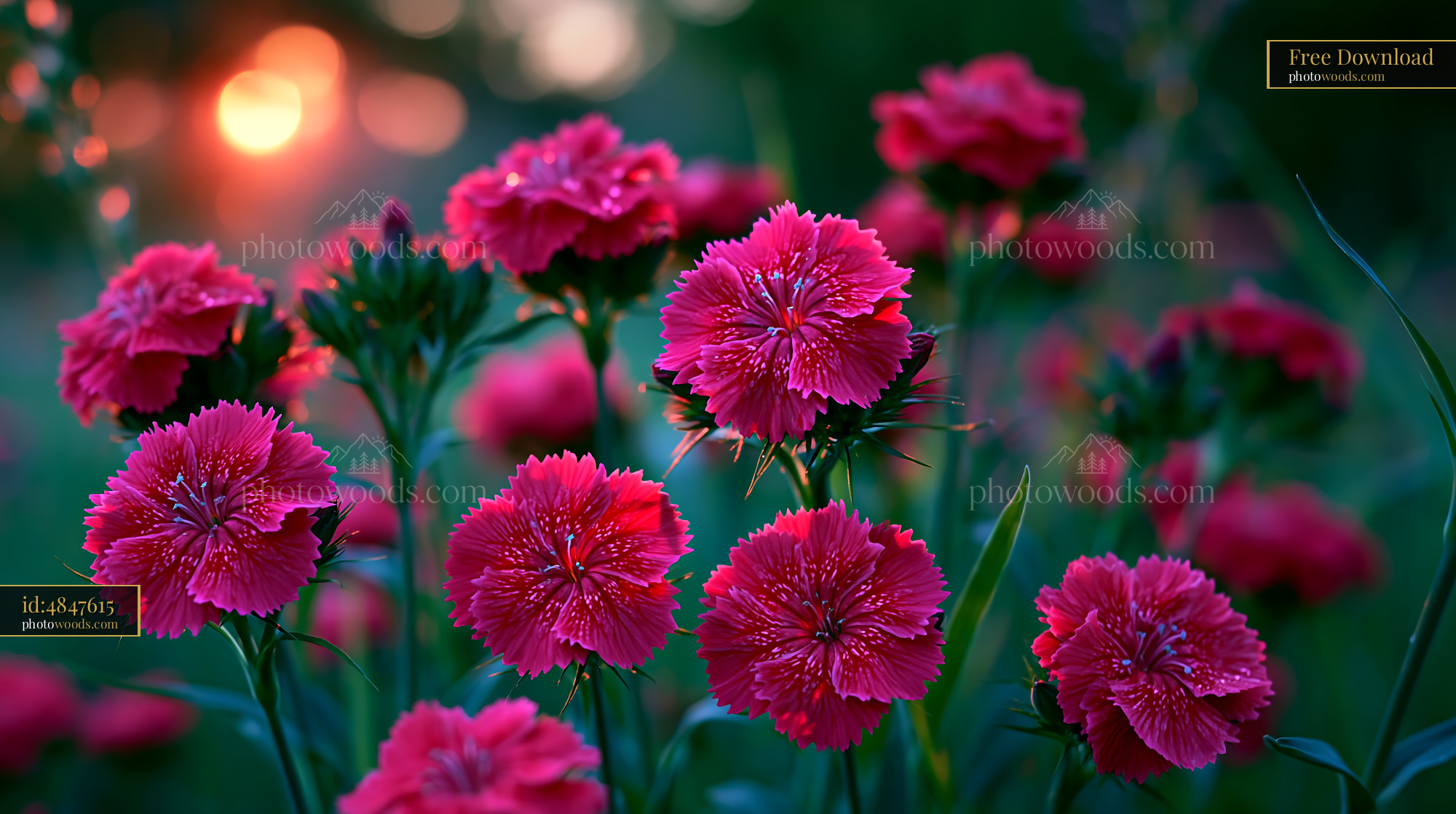 Pink Flowers Bloom at Sunset in a Garden Field