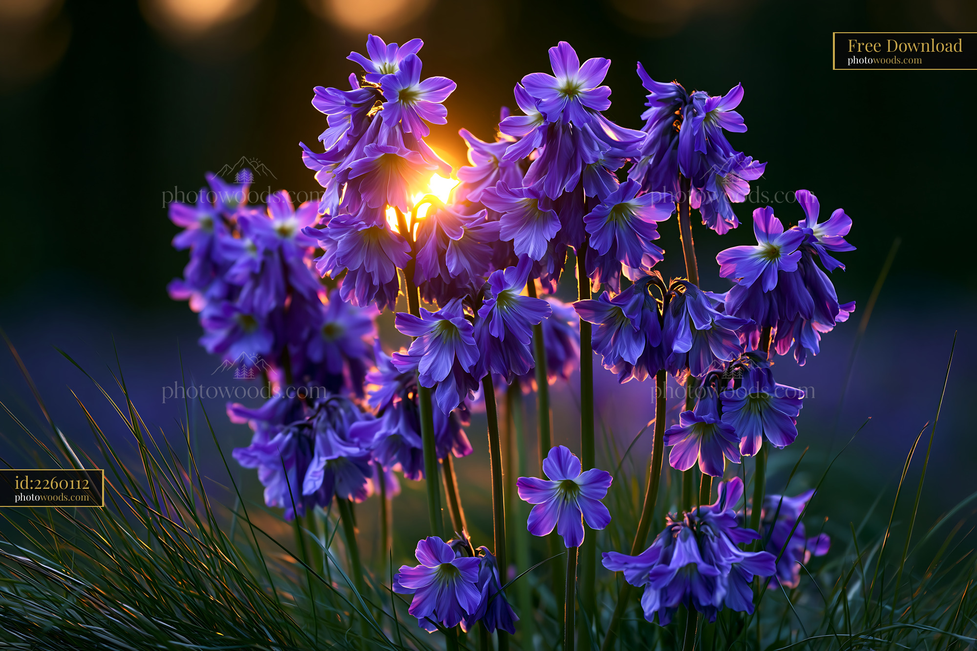 Flowers Bloom in Sunlight With Purple Petals and Green Grass