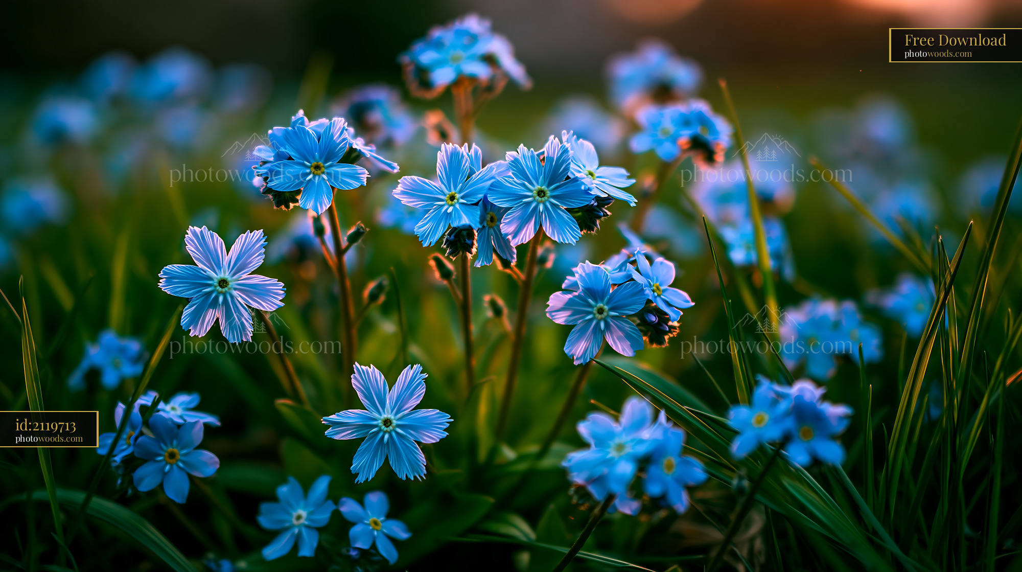 Blue Flowers Bloom in the Field During Sunset With Grass Around