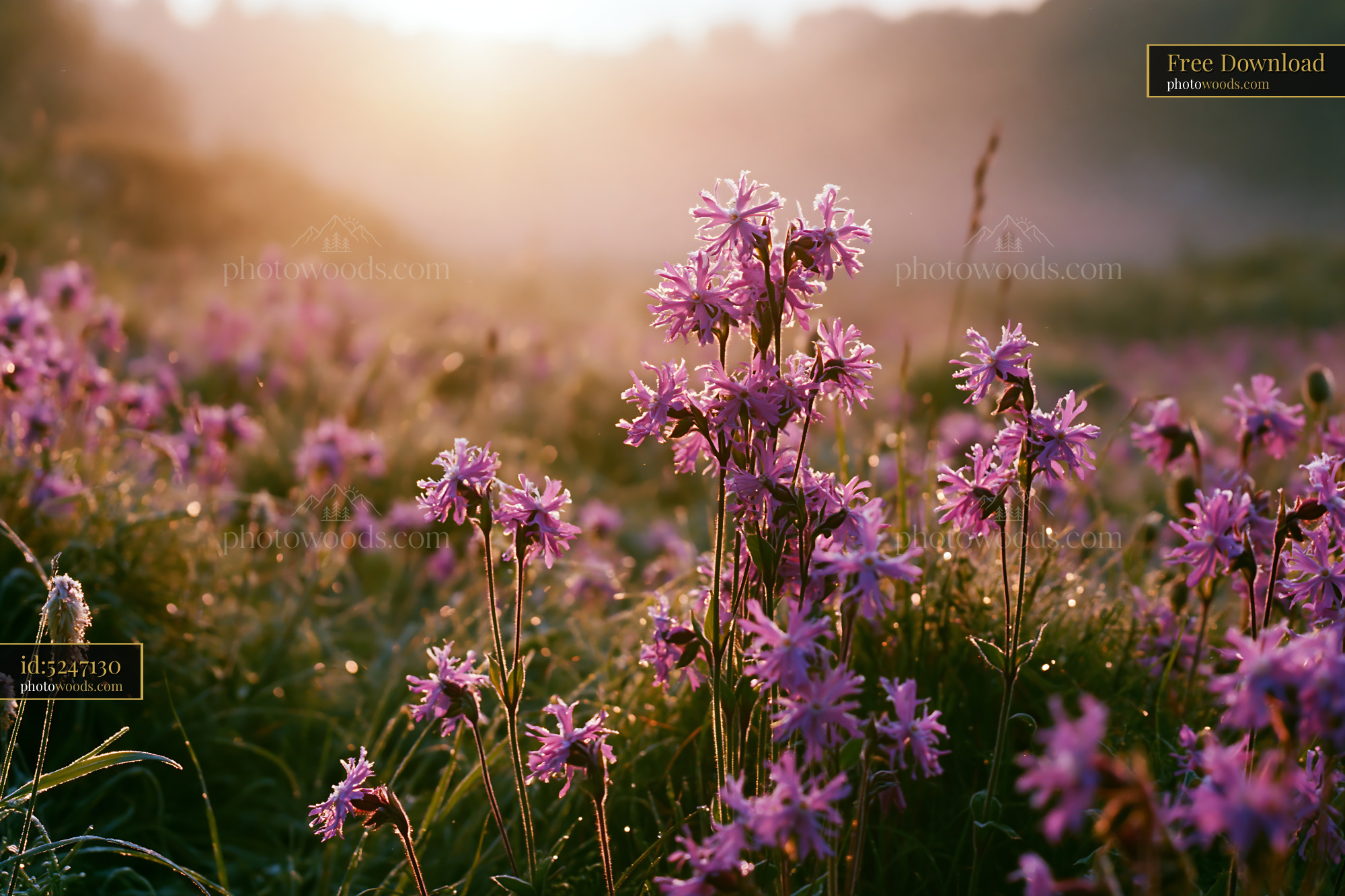 Ragged Robin Flowers in a Field During Golden Hour