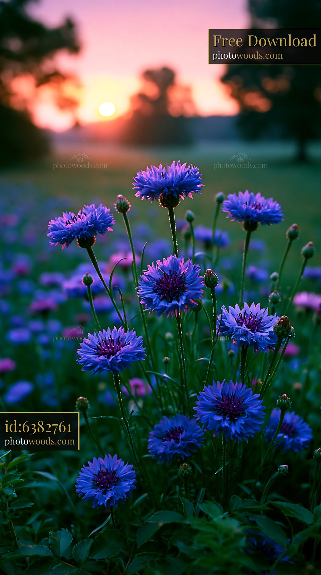 Flowers Bloom in a Meadow During Sunrise With Warm Light