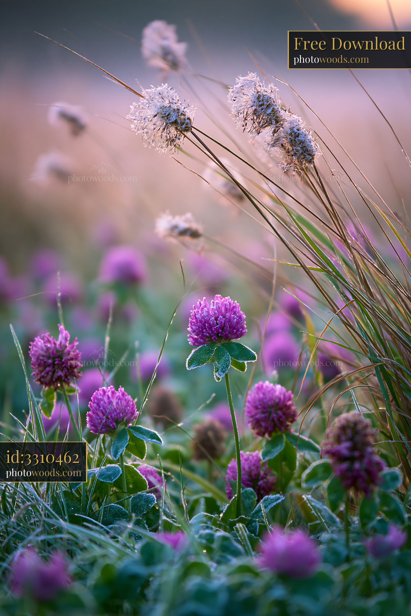 Clover Flowers in Meadow at Golden Hour With Soft Light