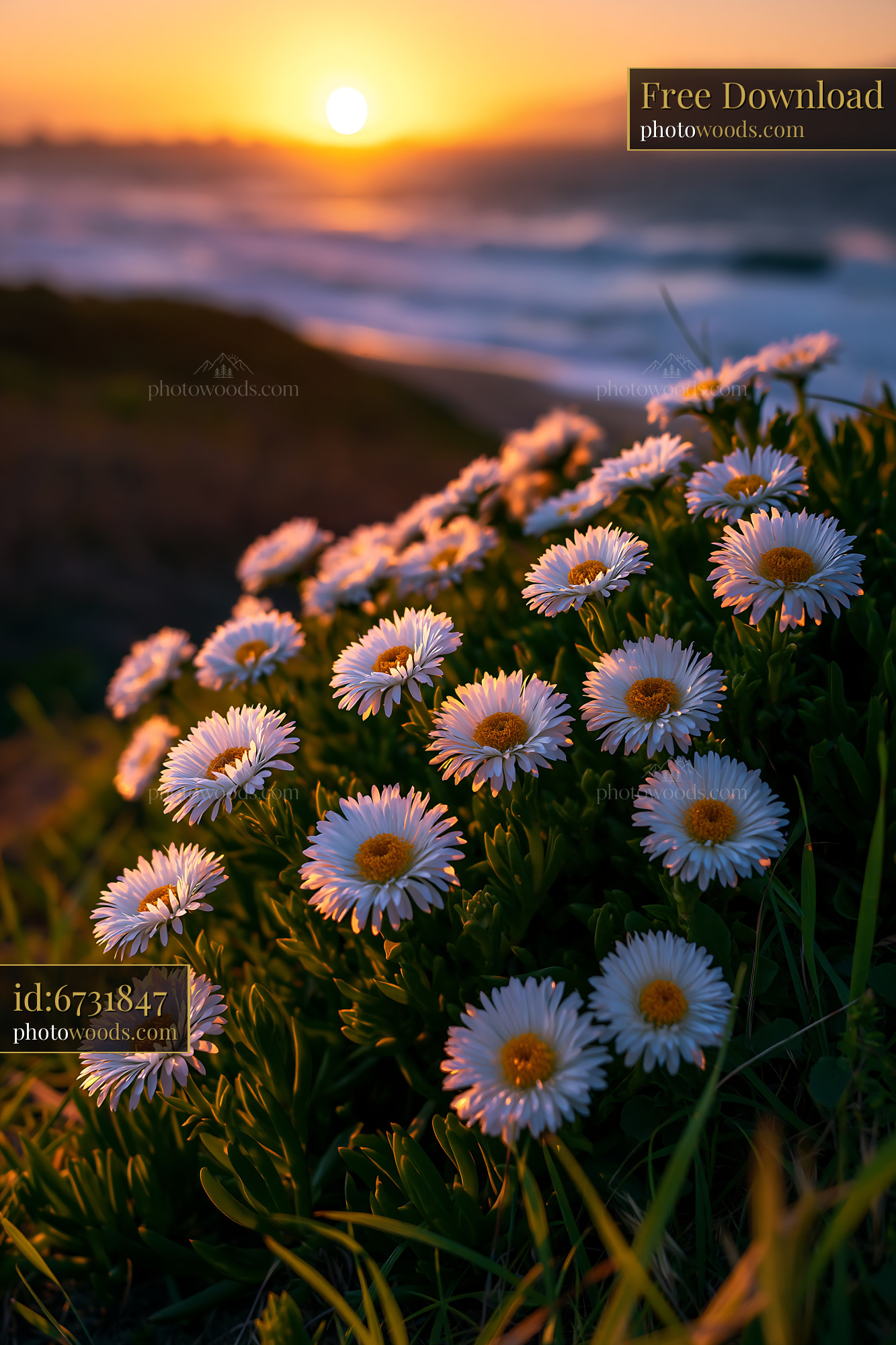 Flowers Bloom by the Ocean as the Sun Sets on the Horizon