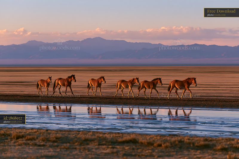 Wild horses running across desert plain at sunset