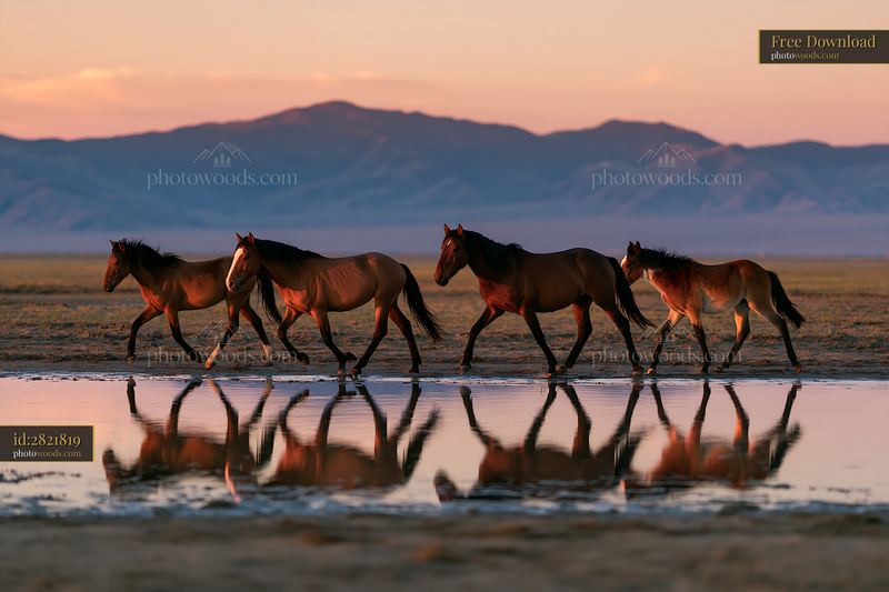 Wild horses galloping across a desert landscape during sunset