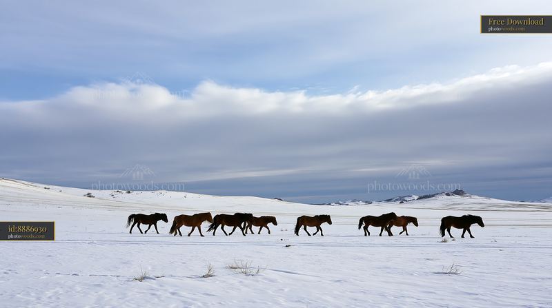 Wild horses walking through snow in a vast landscape
