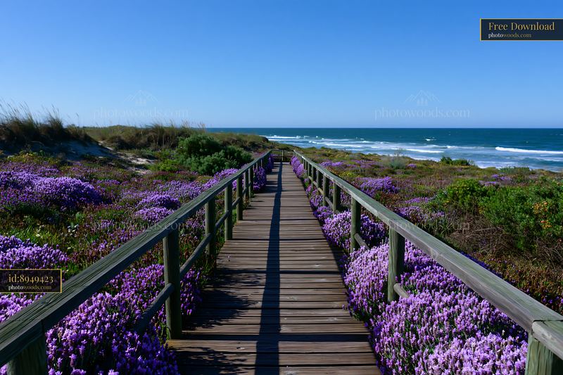 Wooden boardwalk through purple coastal flowers beside the sea