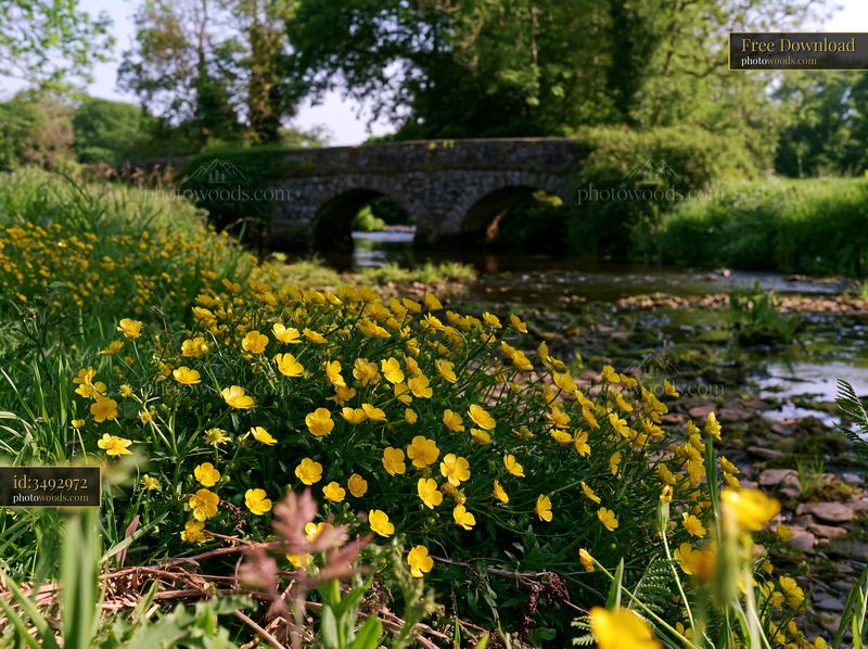 Island covered with buttercups near a stone bridge and stream